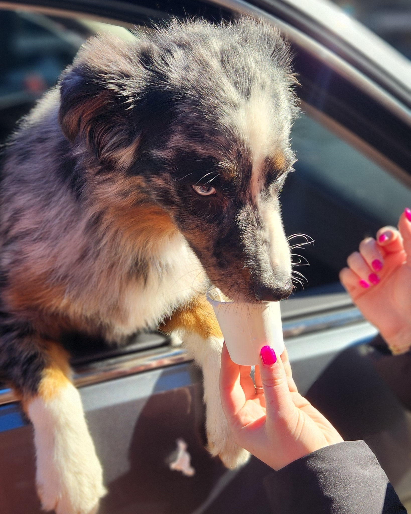 Fridays are for fun, and Josie knows it! Kicking off the weekend right with a special pup cup at Awaken. Look at that happy face!🐶🥰
#pupcups
#awakenmullins