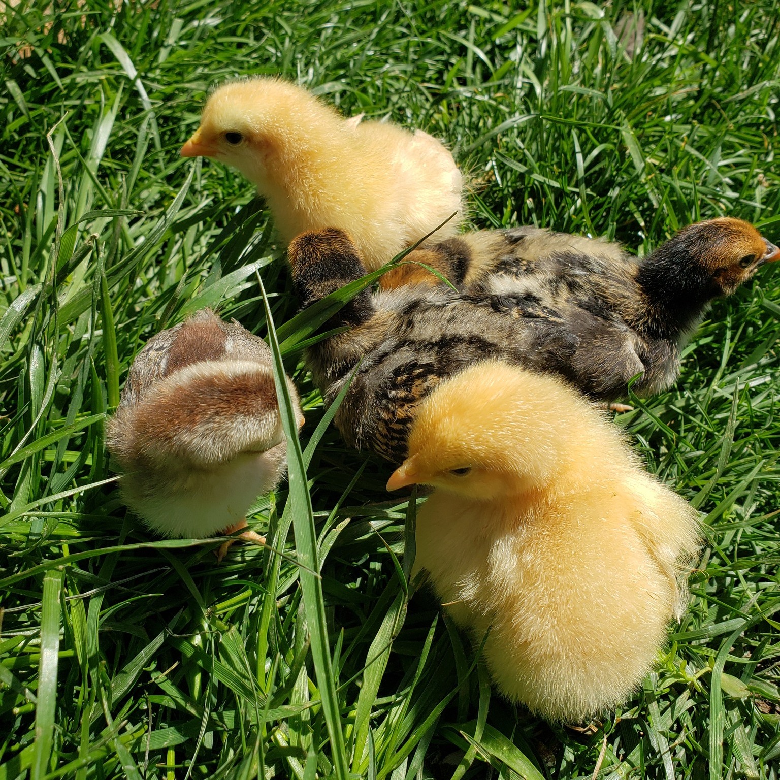 🚚 Oakwood Drop-Off Day!
Today’s the day! Thank you to everyone who placed orders — we’re loading up farm-fresh goodness and heading your way.
📍 Oakwood
⏰ Drop-off today
Missed this one? Oakwood Market is back NEXT WEEK! 5/2 9am to Noon
~Chick pic for the photo tax 😍
#TheShireFarm #OhioFarm #LocalFarm #FarmLife #SmallFarm #oakwoodfarmersmarket