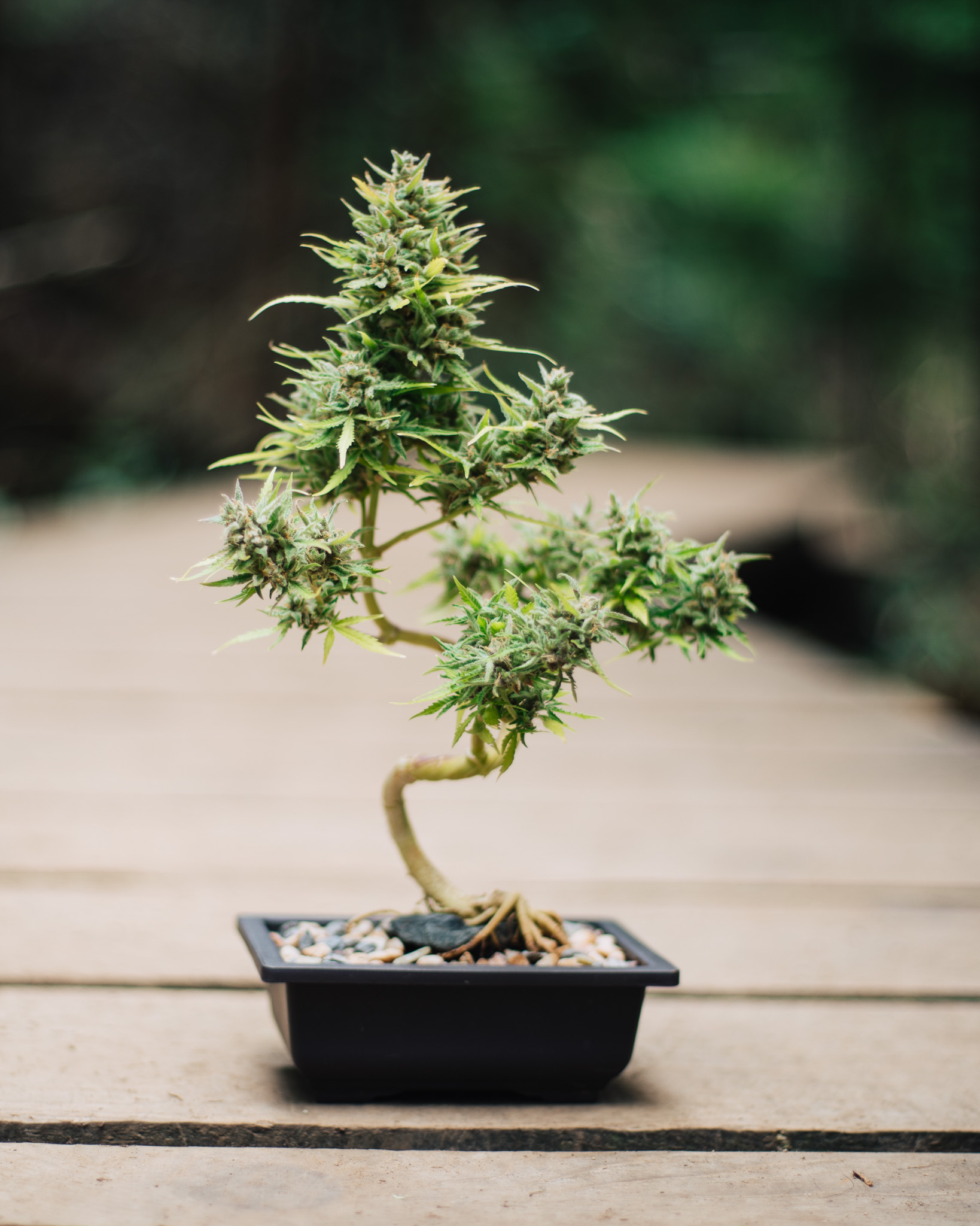 In bonsai, negative space gives the tree room to breathe visually. Cannabis responds the same way when structure allows light and air to move freely. Cannabonsai lives in that overlap, where space and growth work together instead of competing.
Supported by @_mephistogenetics. Use code cannabonsai at the link in bio for 10% off.