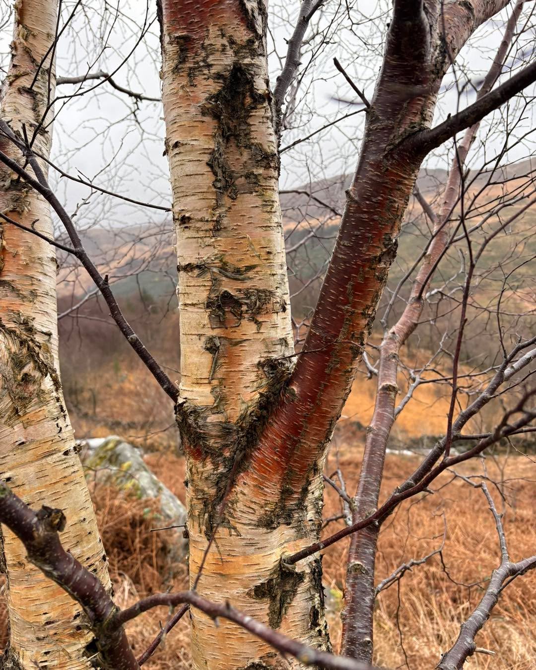 Just some beautiful burnt orange 🍊
In the hills surrounding the estate, winter walks with a breathtaking amber view🙌🏼