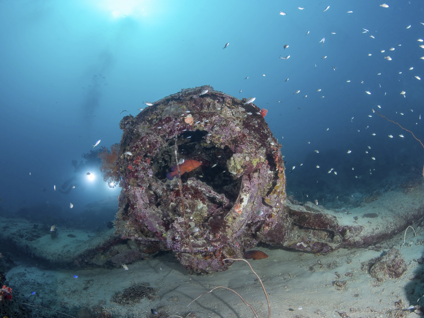 ๐ ๐๐จ๐ซ๐ฌ๐๐ข๐ซ ๐จ๐ง ๐ญ๐ก๐ ๐๐๐ฅ๐ฅ โ ๐๐๐ซ๐ญ ๐
For several months leading into the end of 2025, we were quietly working on a plan to revisit one of the more challenging historic dives in our local waters.
Together with Peter Whitelaw (Sailaway Cruises Vanuatu, Willie Kenneth (our guide from Pele Island), Ewan & Mack Stevenson (Sealark Exploration (NZ)) we returned to a WWII American Corsair plane resting on the wall between Pele Island and Kakula Island, Vanuatu.
Two of us first dived this site many years ago and the site has been frequently visited by others โ but cyclones, currents, and time have continued to reshape both the aircraft and the dive itself.
This is not an easy site. Strong current, and a moderate depth of 30m make timing essential and a plan is needed to get there! What remains is a powerful silhouette โ coral-covered metal, scattered sections, and a deep sense of scale as the wreck disappears into blue water.
Historical context and a story on the discovery of the wreck can be found in the article โThe Lost Squadronโ by Sonny Whitelaw at this link:
https://sonnywhitelaw.com/wp-content/uploads/2017/06/corsair.pdf
Part 2 to follow.
#VanuatuMoments #DiveVanuatu #WWIIHistory #UnderwaterHeritage #Corsair
๐ธ John Warmington
@sealarkmaritimeesploration
@mack_stevenson_
@karma.waters.vanuatu
๐๐๐๐ง ๐ญ๐จ ๐๐ข๐ฏ๐ ๐๐ง๐ ๐๐ข๐ง๐ ๐ง๐๐ฐ ๐๐๐ฏ๐๐ง๐ญ๐ฎ๐ซ๐๐ฌ or have a getaway in luxurious waterfront accommodation in Vanuatu?
Links in Bio
#VanuatuMoments #DiveVanuatu #WWIIHistory #UnderwaterHeritage #Corsair