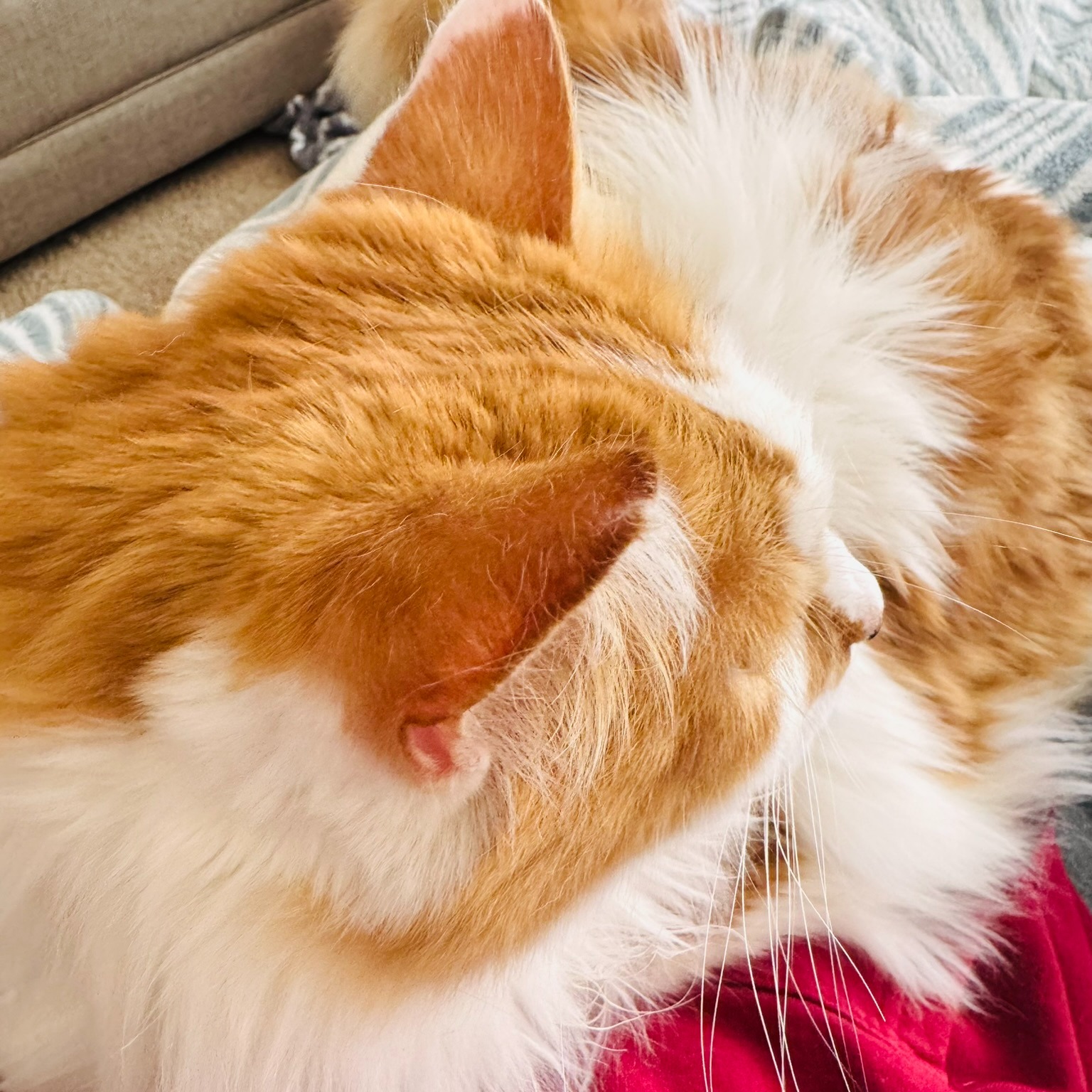 When you’re trying to play Dr. Mario on your lunch break with your sweetheart…
…but you wake the sleeping dragon 🐉🐈 and she decides your lap is her throne—plus a full grooming appointment—making it slightly difficult to work an N64 controller. 😅🎮
#CatBoss #LapCat #GamingLife #N64 #DrMario