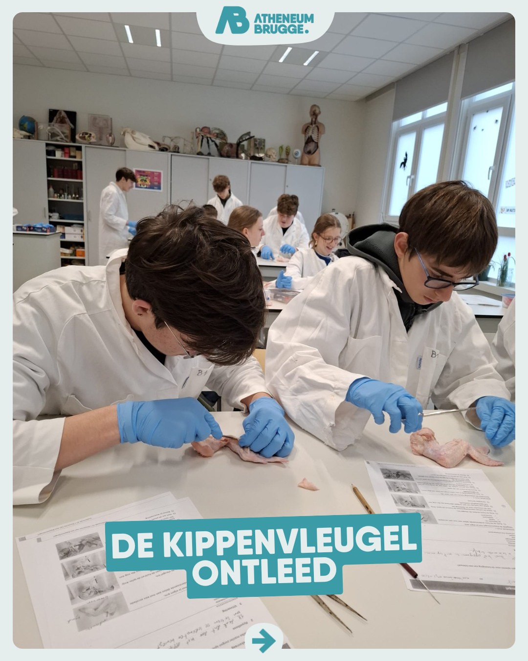 Onze derdejaars voerden in de wetenschapsles de dissectie van een kippenvleugel uit. Eerst werd de theorie ingestudeerd en daarna dus omgezet in de praktijk!
—
#ikbeneenatheneeër #fieroponsgo #samenlerensamenleven