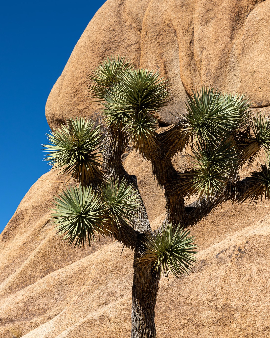 😍Need some motivation today?? Book your next trip here!
Endless trails, quiet moments, and Joshua Trees that look like they’re frozen mid-dance.
This place makes wandering feel effortless — no agenda, just explore.
The kind of place you don’t rush through.
👀Does this make you want to explore???
📸Canon - I was nervous about hiking with my camera but I also absolutely loved capturing moments of my cousin (Nick) and one of my bestest friends (Leila)- priceless moments.
And woooahhh do I love these photos! 😍😍