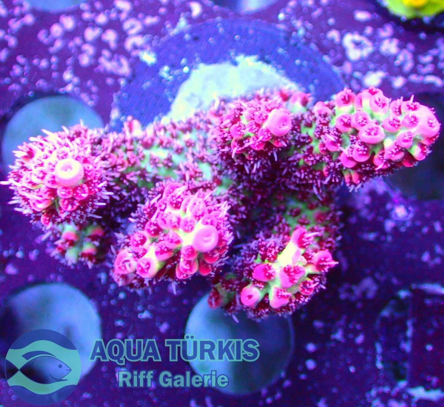 #tropicmarintanks
beautiful coral from @aquatuerkis 💗
Show us your corals!
#tropicmarintanks #tropicmarin #tropic_marin
#eatsleepreef #allmymoneygoestocoral #reefporn #coralporn #reefaholics #aquarium #saltwateraquarium #nanoreef #reeftanks #euroreefers #reef2reef #reefers4reefers #vitaminsea #seafari
@tropicmarinusa @tropic_marin_br @tropic_marinarg @tropicmarinperu @aquarium_planet_cr @scireef @aqua.united.gmbh