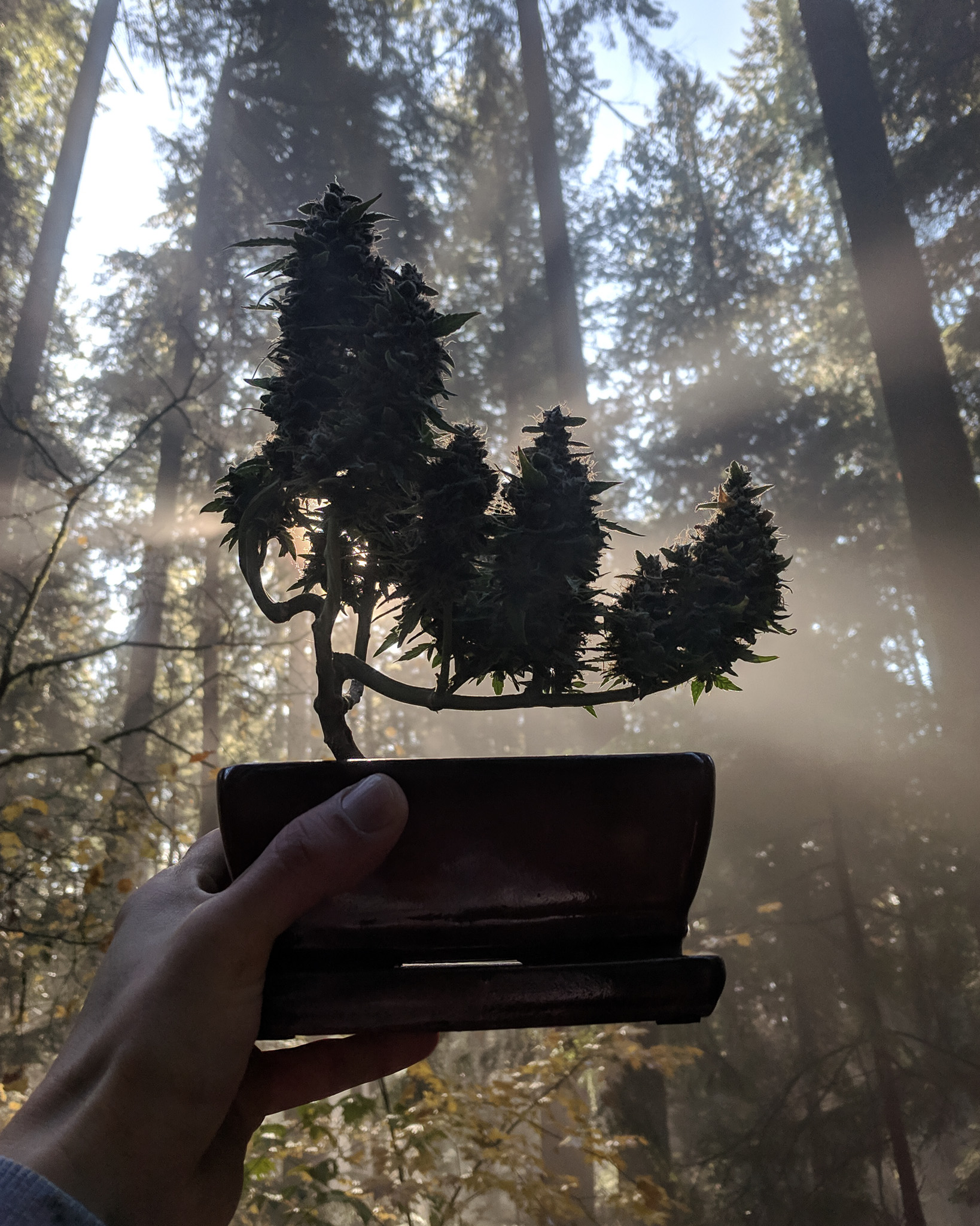 Bonsai isn’t frozen art. It changes with light, season, and viewpoint. Cannabis shares that quality, especially when grown small and shaped thoughtfully. Cannabonsai brings those changing perspectives into focus, showing how one plant can feel different without ever moving.
Grown with trusted seeds from @_mephistogenetics. Use cannabonsai for 10% off at the link in bio.