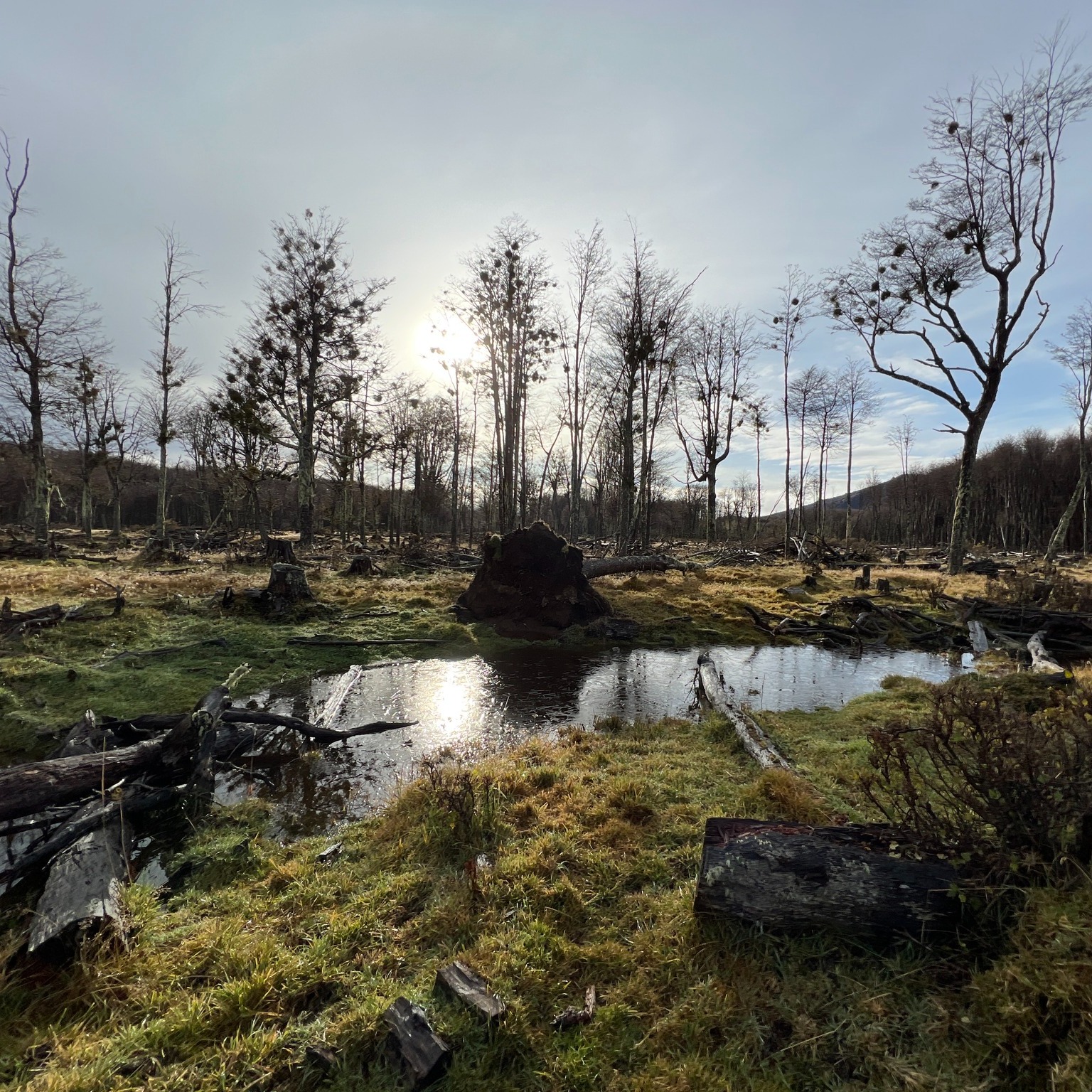 El agua marca el pulso del territorio. Humedales, arroyos y bajos regulan el sistema y sostienen la vida. La presencia de hongos, pastizales y fauna es señal de un suelo activo y funcional. Cuando el agua se mueve lento y el suelo la retiene, el paisaje se ordena. Leer estos ambientes es clave para una producción que convive y perdura.
#PaisajeVivo #SaludDelSuelo #SistemasHídricos #Humedales #SueloFuncional
#Biodiversidad #ProducciónSostenible #InterpretandoElPaisaje #AgriculturaResiliente #Agroecología
--------------------------------------------------------------------------------------------
Water sets the rhythm of the land. Wetlands, streams, and lowlands regulate the system and sustain life. The presence of fungi, grasslands, and wildlife is a clear sign of active, functional soil. When water moves slowly and the soil holds it, the landscape finds balance. Reading these environments is key to a production system that coexists and endures.
#LivingLandscape #SoilHealth #WaterSystems #Wetlands #FunctionalSoil
#Biodiversity #SustainableProduction #ReadingTheLand #ResilientFarming #Agroecology