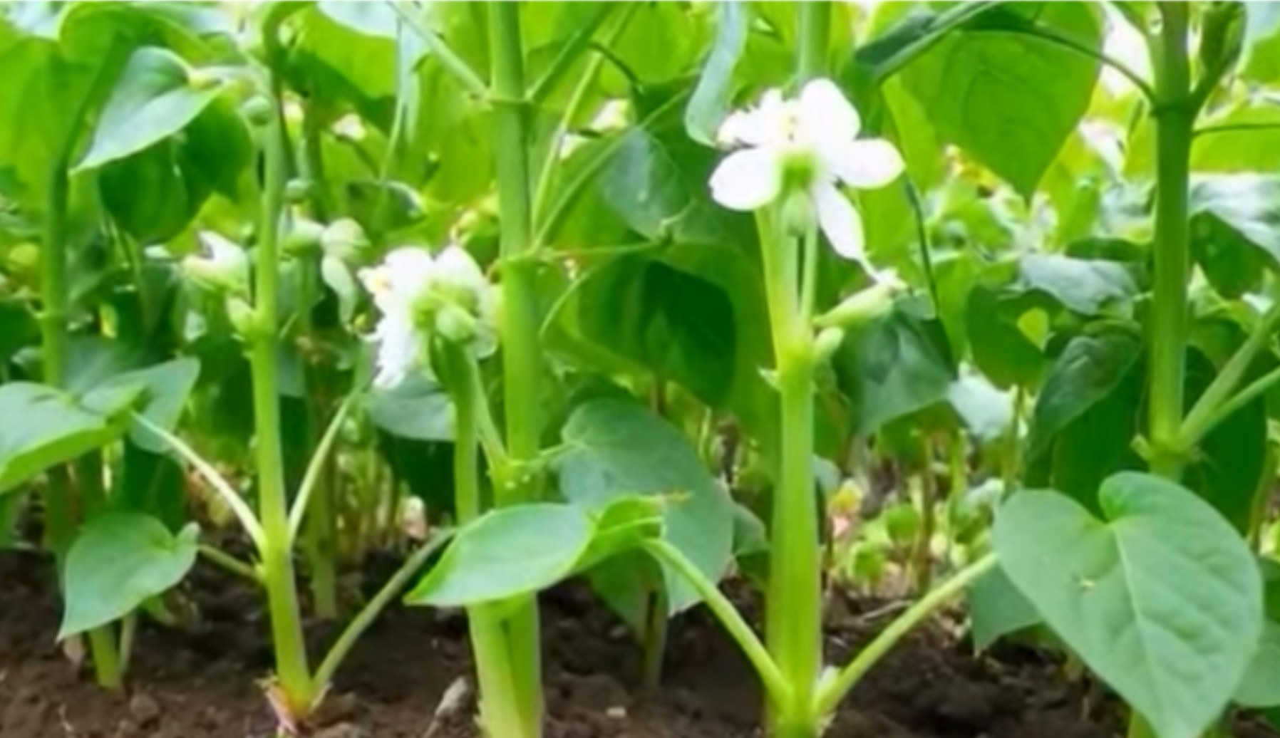 🌱 Oggi parliamo di Pisello Verde CARRINGTON
La scelta ideale per industria alimentare e zootecnica!
Il Pisello Verde Carrington è una varietà a ciclo medio–precoce, adatta sia alle semine autunnali che primaverili.
Grazie alla sua elevata resistenza alla clorosi ferrica, al freddo e alle principali malattie, si distingue per vigore, affidabilità e produzioni di alta qualità.
Caratteristiche agronomiche:
🔹 Epoca di semina: Vernino – Primaverile
🔹 Densità: 85–95 semi/m²
🔹 Peso mille semi: 220–240 g
🔹 Resistenze: Ottima tolleranza al freddo, alle malattie e alto cuscino di raccolta
Il suo elevato contenuto proteico lo rende perfetto sia per l’industria alimentare che per quella zootecnica, garantendo rese costanti e qualità superiore.
🌾 SEMETICA, da sempre al fianco dell’agricoltore con sementi affidabili, moderne e ad alte performance.
📲 Scopri di più su www.semetica.it
CATALOGO 2025 👉 https://lc.cx/os7kBN
#Carrington #PiselloVerde #SementiDiQualità #AgricolturaSostenibile #Leguminose #Campagna2025 #Semetica