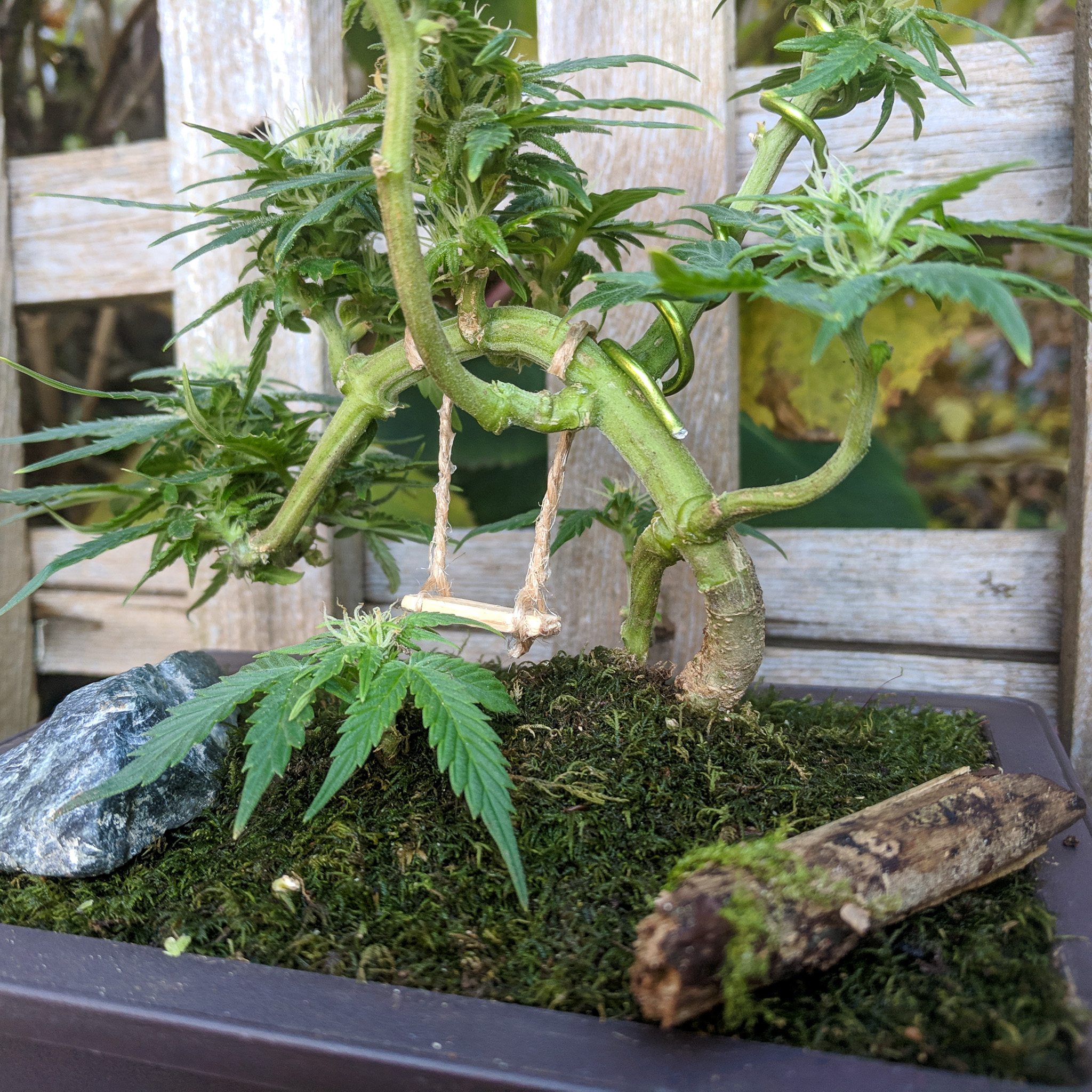 In bonsai, every angle matters because the tree is meant to be experienced, not just viewed once. Cannabis shows the same depth when you slow down and really look. Cannabonsai encourages that kind of attention, where rotating the plant reveals new relationships between branches, canopy, and space.
Grown with care and genetics from @_mephistogenetics. Use cannabonsai for 10% off.