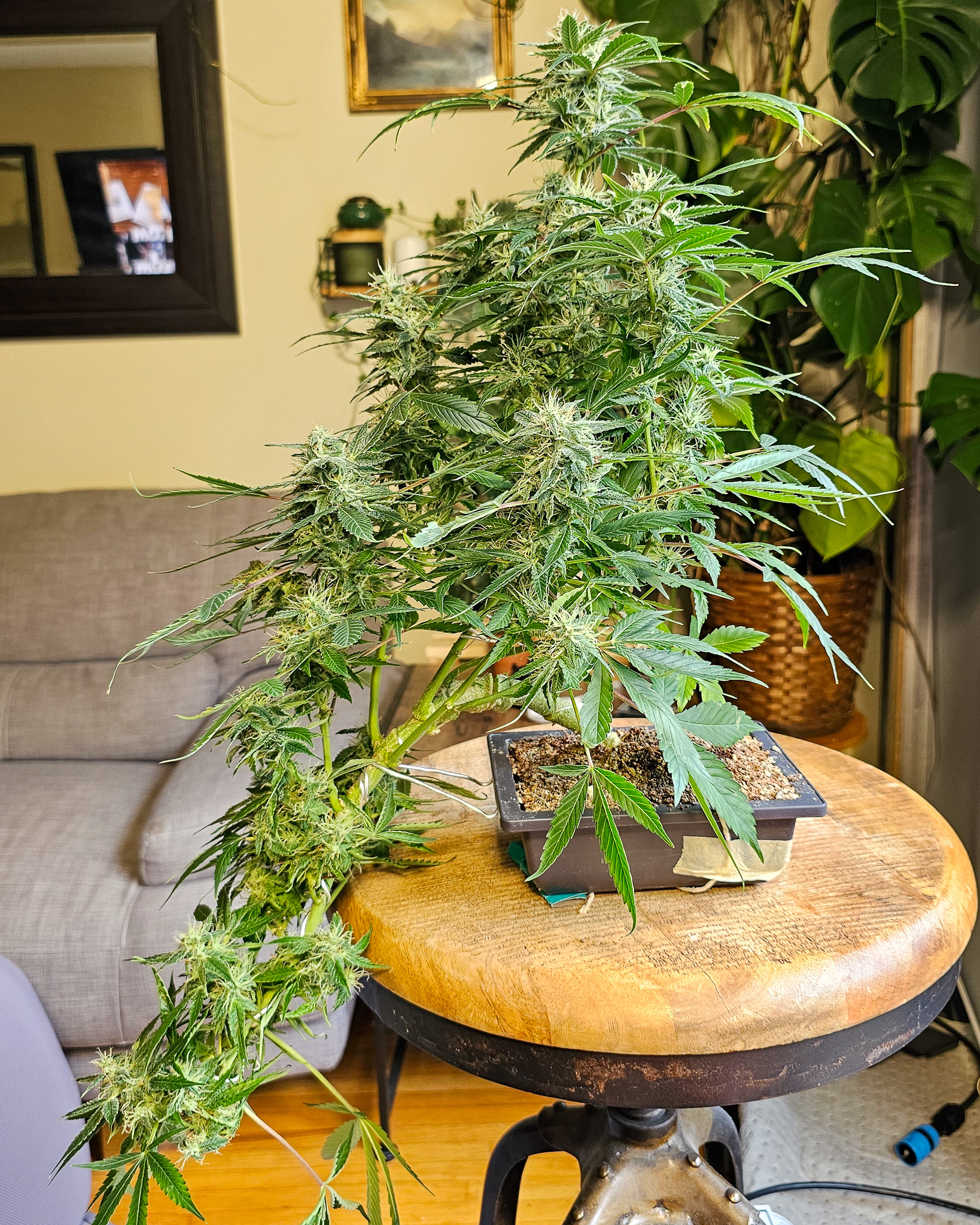 A bonsai that holds interest from multiple angles shows strong underlying structure. Cannabis grown with that goal in mind reveals depth beyond its size. Cannabonsai rewards growers who take the time to build a foundation before chasing results.
Powered by @_mephistogenetics. Use cannabonsai at the link in bio for 10% off.