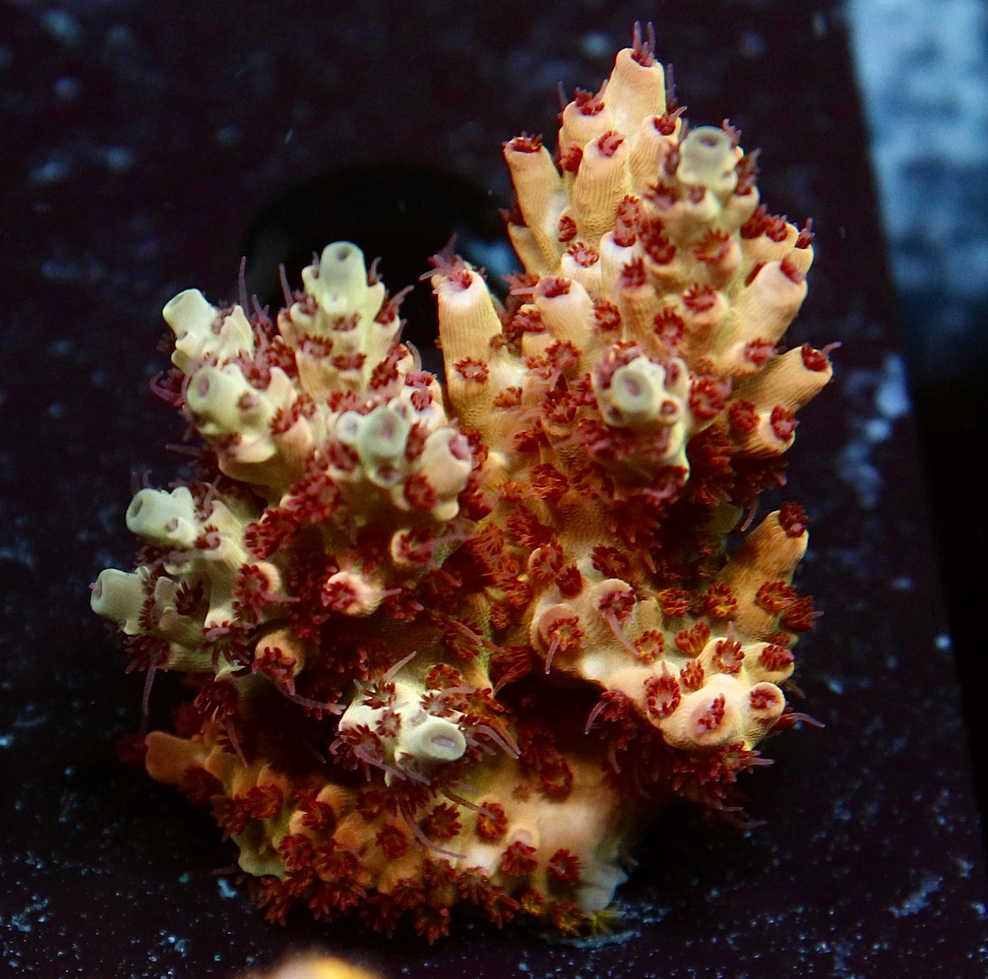 #tropicmarintanks
Very nice shot from @leonardos_reef 🧡
Do you also have such great corals in your tank? Tag your post with #tropicmarintanks.
#tropicmarintanks #tropicmarin #tropic_marin
#eatsleepreef #allmymoneygoestocoral #reefporn #coralporn #reefaholics #aquarium #saltwateraquarium #nanoreef #reeftanks #euroreefers #reef2reef #reefers4reefers #vitaminsea #seafari
@tropicmarinusa @tropic_marin_br @tropic_marinarg @tropicmarinperu @aquarium_planet_cr @scireef @aqua.united.gmbh