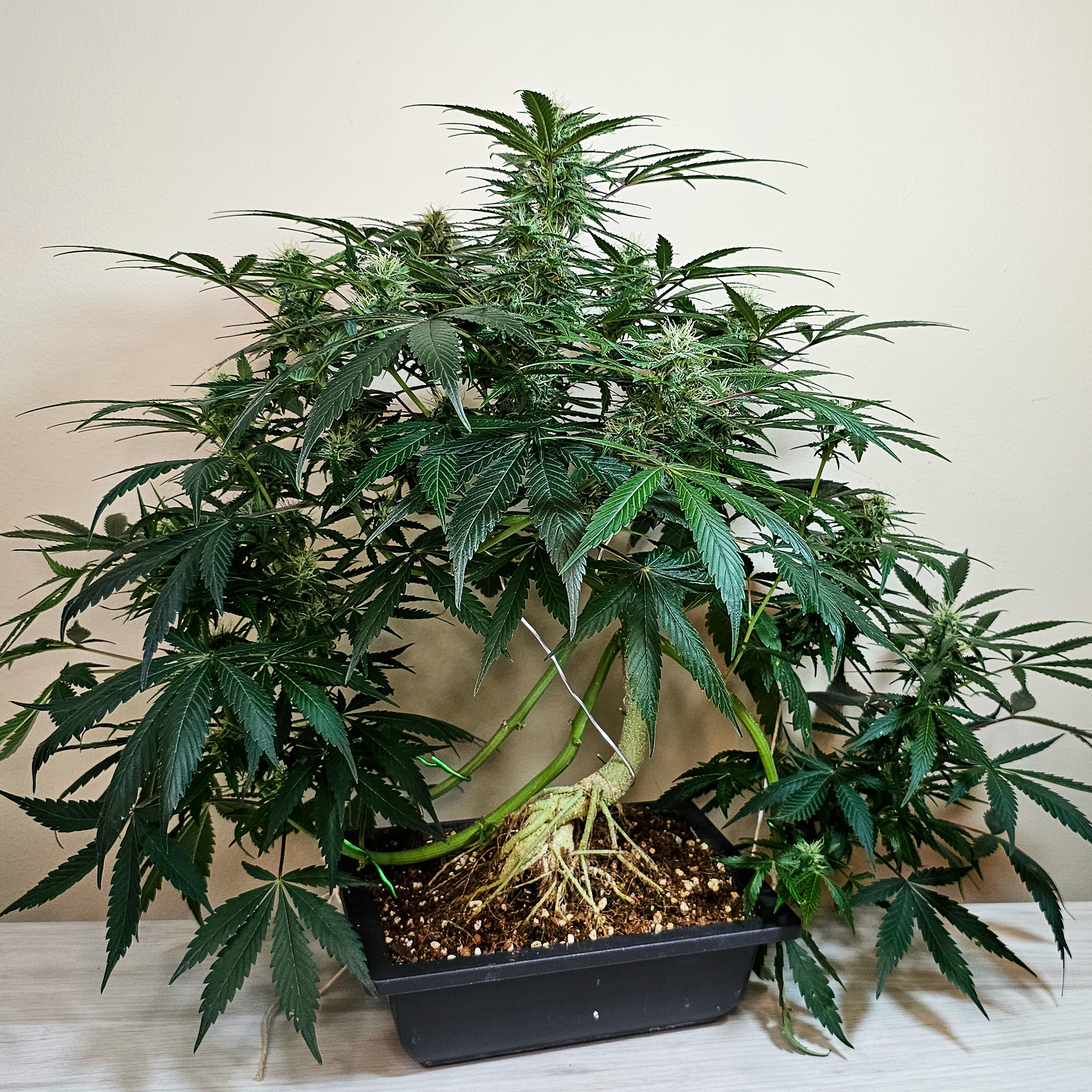 Bonsai rewards repetition. Working similar forms again and again teaches you what truly matters. Cannabis does the same, revealing subtle differences even under familiar conditions. Cannabonsai thrives on that repetition, where each grow becomes a refinement rather than a reset.
Fueled by genetics from @_mephistogenetics. Tap the bio link and use cannabonsai for 10% off.