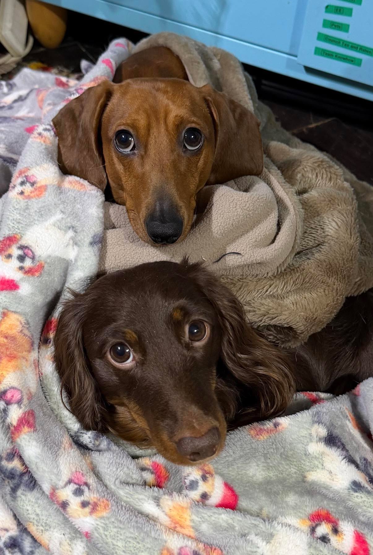 Omgoodness they make my heart melt every day… what’s not to love about these two aka Fred and Bob.
https://www.mellymadedesigns.com/