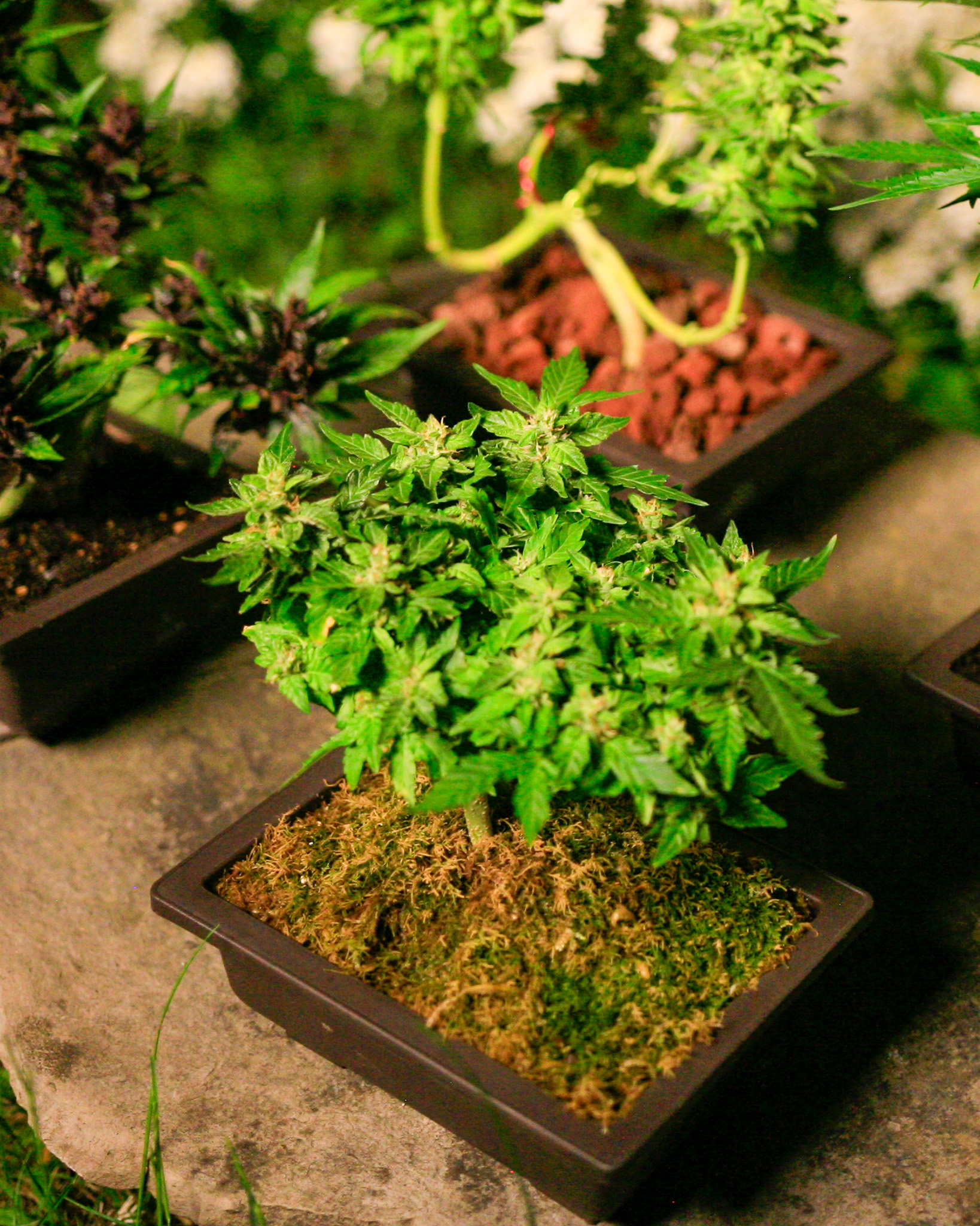 In traditional bonsai, the goal isn’t to impress at first glance, but to reward a longer look. Cannabis can do the same when grown with care and restraint. Cannabonsai invites you to slow down, rotate the plant, and notice how structure and balance change with perspective.
Powered by genetics from @_mephistogenetics. Tap the link in bio and use cannabonsai for 10% off.