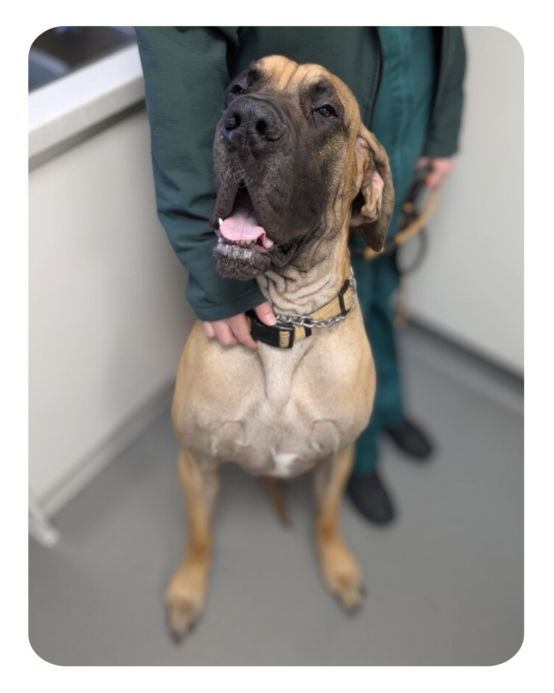 This is the mighty Kevin💪
Kevin a great dane weighing in just under 60kg(!) and he came in to our Felixstowe branch to be castrated. Investment in our state of the art Felixstowe surgery meant we truly do cater for all creatures *great* and small and we’re pleased to report despite his larger size- Kevin was kept comfortable all day🐾
Well done to Kevin and the team👏