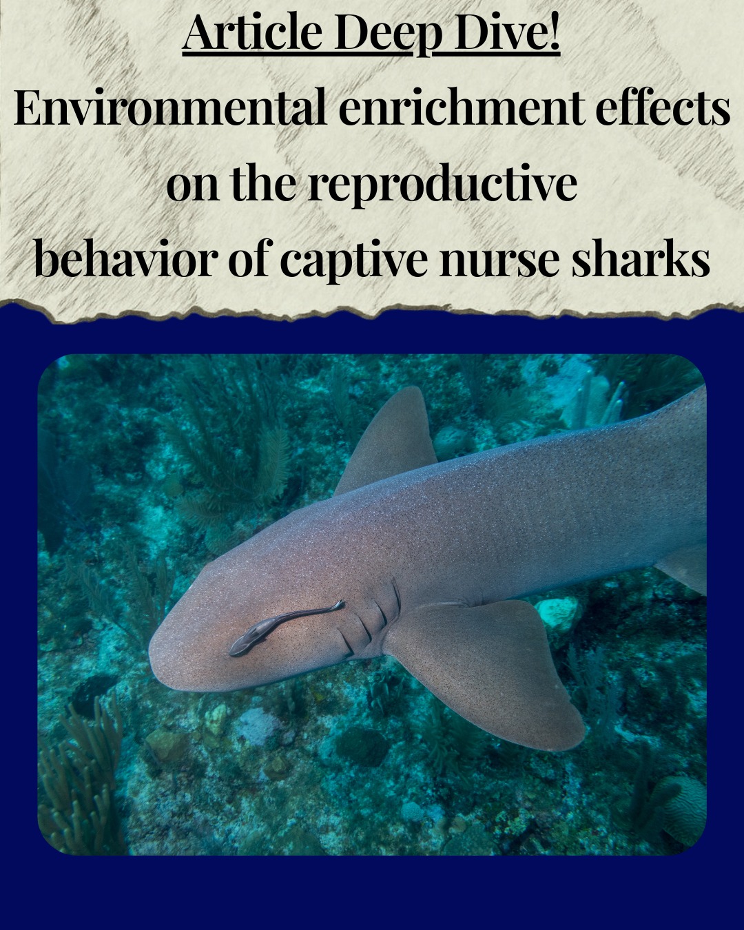 A paper by Colbachini et al. (2021) considers an often overlooked driver of animal welfare in aquariums: smell.
Nurse sharks are common in human care but often fail to reproduce, even when space, diet, and water quality are well managed. This study tested whether olfactory enrichment (specifically a basil scent added to tank water) could stimulate natural reproductive behaviors. Basil was chosen because it is nontoxic in a tank environment, and was novel to the sharks and unrelated to any feeding scent cues they had encountered before.
The result was striking! Reproductive behaviors increased with the scent enrichment, and the effect was strongest after long-term exposure, especially in males. Rather than habituating, sharks became more responsive to social and environmental cues over time.
The takeaway is simple but powerful: movement, engagement, and reproduction aren't just linked to space, they are often connected with sensory activation. Welfare isn’t just about reducing stress; it’s about designing environments that give animals a reason to engage their natural behaviours.
Check out the article:
Colbachini et al. (2021). Environmental enrichment effects on the reproductive behavior of captive nurse sharks.