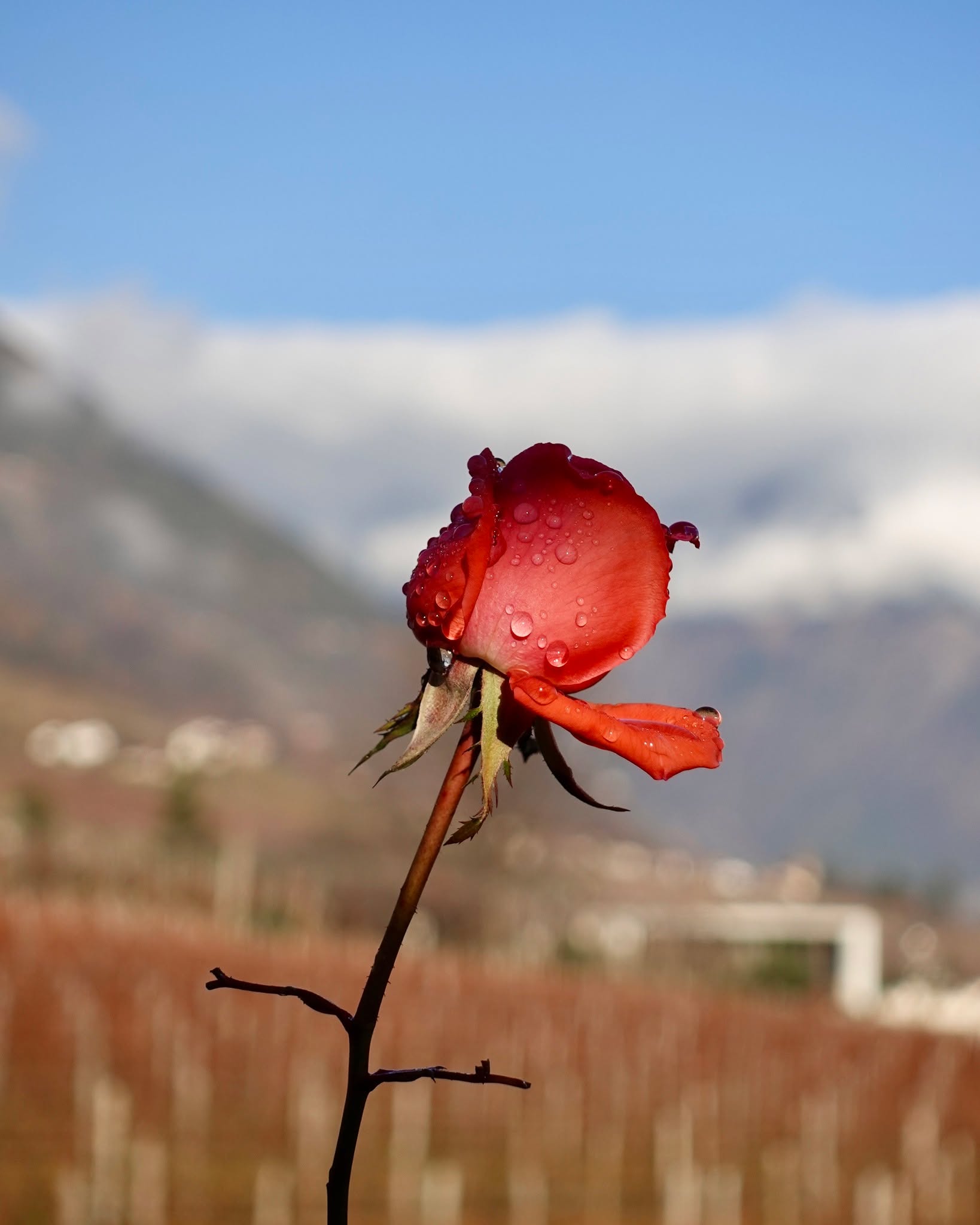 Nature is beautiful. 🌿✨
Tauche ein in unsere Garten- und Kunstwelt – ein Ort zum Staunen, Spüren und Verweilen.
📍Täglich geöffnet | 9:30 – 18:00 Uhr
Wir freuen uns auf deinen Besuch!
#Kunstgarten #Kränzelhof #LandArt #Gartenkunst #Naturerlebnis #ArtInNature #SüdtirolEntdecken #KunstUndNatur #AusflugstippSüdtirol #Skulpturengarten #SüdtirolUrlaub #Gartenglück #Kunstgenuss #Naturparadies #VisitSouthTyrol