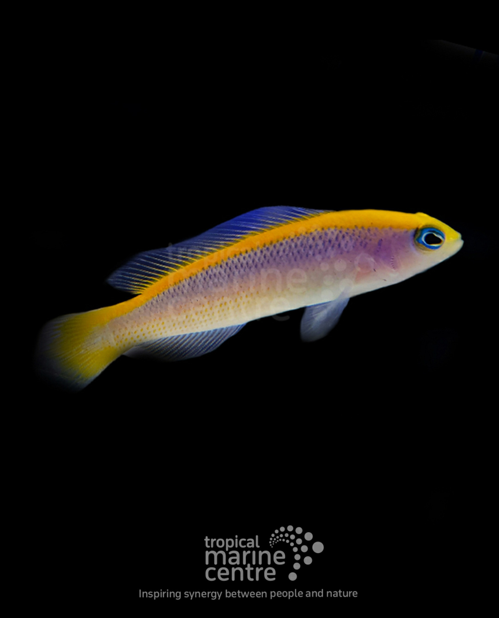 #tropicmarintanks
beautiful shot from @tropicalmarinecentre 😍
You use our products and want to get reposted? Tag your post with #tropicmarintanks.
#tropicmarintanks #tropicmarin #tropic_marin
#eatsleepreef #allmymoneygoestocoral #reefporn #coralporn #reefaholics #aquarium #saltwateraquarium #nanoreef #reeftanks #euroreefers #reef2reef #reefers4reefers #vitaminsea #seafari
@tropicmarinusa @tropic_marin_br @tropic_marinarg @tropicmarinperu @aquarium_planet_cr @scireef @aqua.united.gmbh