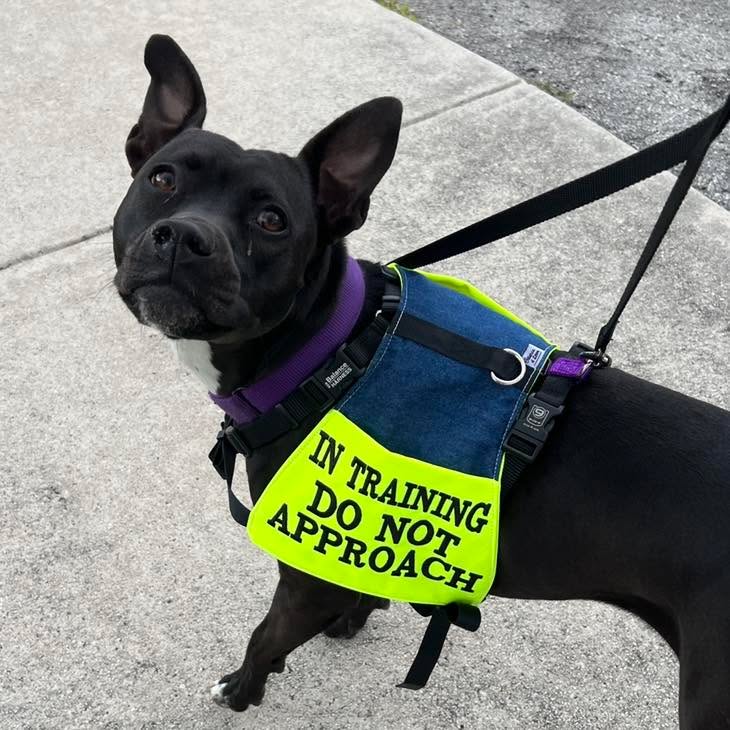 Rehoming is NOT the Devil…
I often see where people get vilified for rehoming a dog that just didn’t work out in their household. And while of course, yes, some people are quick to re-home, that’s not what I’m talking about here.
When a dog is just not a good fit for a home because they need to be the only dog, or they can’t be around children, or the dog’s basic needs just can’t be met in their current environment, rehoming is actually the BEST option for everyone involved. In these situations, rehoming can improve the quality of life for everyone, especially for the dog.
I get clients every so often that chose this option and they are not wrong for it. Especially when all efforts have been exhausted, when they’ve done all the right things, and when they have run out of resources (physical, emotional, financial, etc).
The dog pictured was one of those cases. A stray dog that was found, added to a current pack, but she never really fit in. Many of the dogs were much older than her and vulnerable. Despite efforts to improve the situation, attacks continued to happen with more and more triggers, and it wasn’t fair to anyone anymore. It wasn’t fair to the older dogs who were at risk when they should be enjoying their days. It wasn’t fair to this dog who continued to have less and less freedom. And it wasn’t fair to the owners trying to manage the situation. Thankfully, a family member lost their own dog and offered to adopt this one, removing her from the home environment that just didn’t work for her and in turn giving her the agency and enjoyment of being the only dog in the home - which she had been missing out on. She ended up doing great.
Responsible rehoming should never be a case where owners are crucified for their choice. If anything, they should be commended for making an incredibly difficult situation. Not every dog is suitable for every household and it is what it is.
#RotNDog #RotNDogTraining #dogtrainer #dogtraining #dogbehavior #soflo #palmbeach #broward #puppies #puppytraining #gooddog #goodpuppy #obedience #aggression #fear #anxiety #behavior #training #muzzle #adopt #rescue #shelterdogs #dogswhobite