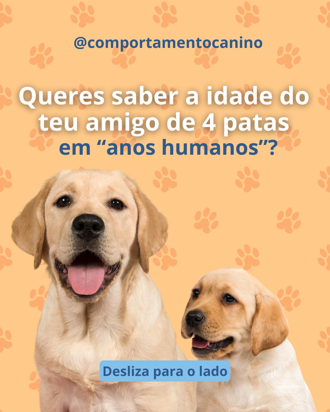 Já alguma vez tentaste perceber que idade teria o teu patudo se fosse humano? 🐶
A conversão não é tão simples como multiplicar por 7 e varia consoante a fase da vida.
Neste post partilhamos uma comparação que ajuda a perceber melhor a idade do teu cão em comparação com a nosso. 🐾
Diz-nos nos comentários: ficaste surpreendido(a)? 💬🐕