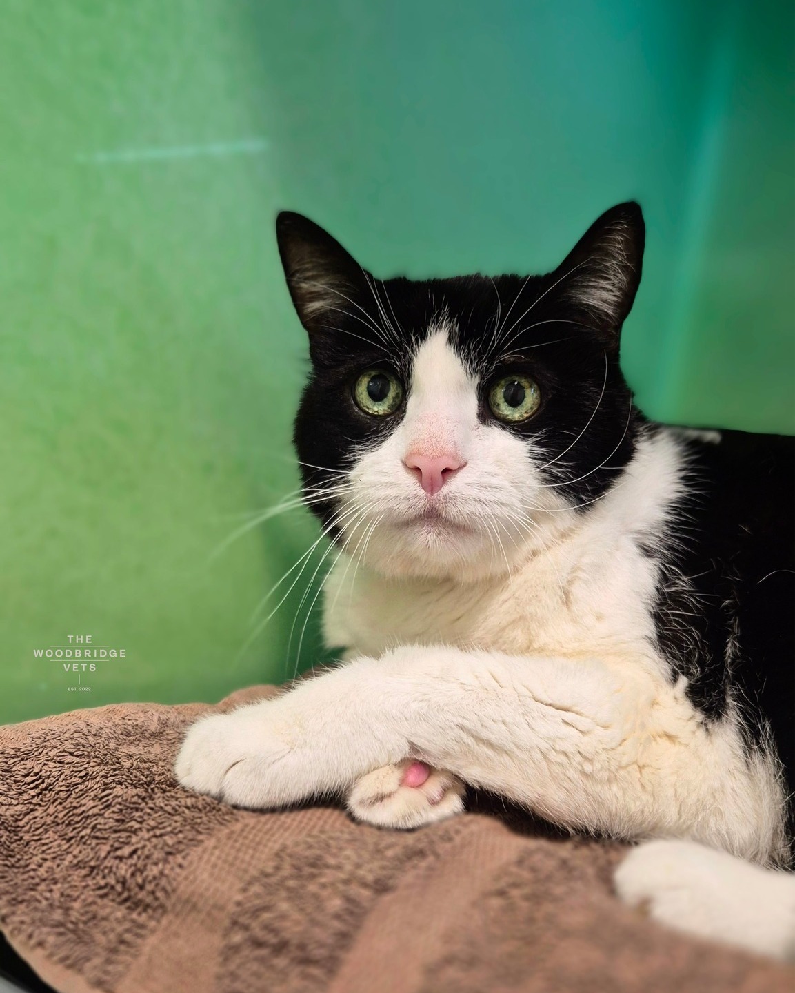 This is Mildred, a lovely 15-year-old feline lady who came to see us for a dental check and a few lumps that needed investigating. She was closely monitored throughout the day by our nursing team, making sure she was comfortable and relaxed every step of the way.
Mildred had her dental treatment done, some small lumps removed, and a few fine needle tests taken - all while receiving plenty of cuddles and attention from our team 💚 We’re so proud of this brave lady Mildred is now resting at home and feeling much better.
#thewoodbridgevets #independentpractice #veterinarypractice #veterinarycare #veterinaryservices #felinecare #feline #catfriendlyclinic #cats #felinehealth #catshealth #catscare #veterinaryteam #veterinarynurse