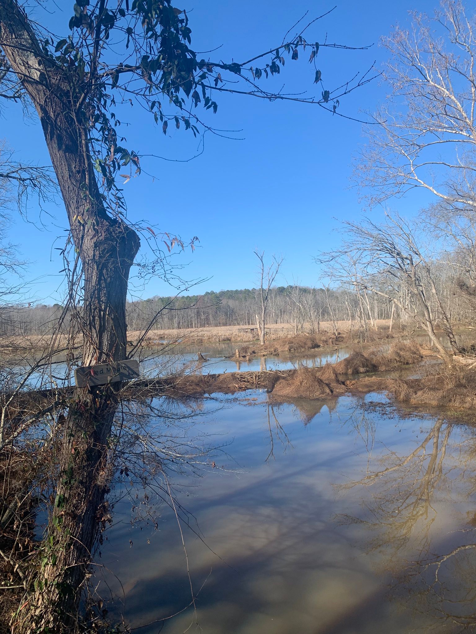 The natural reset of life sometimes has to take place in stillness and in Great Mothers Glory. I was quite emotional when I asked her to help me at the spirit box within the woods on my walk within her to recalibrate. I dialed my father who although flawed was a Great protector in life whose essence has been stolen by dementia. I now have had to call upon my ancestors and the great ones before while simultaneously re defining and allowing my inner Divine masculine to keep me safe & protected on my journey back to life.#soulstate#healedmasculine#Nature