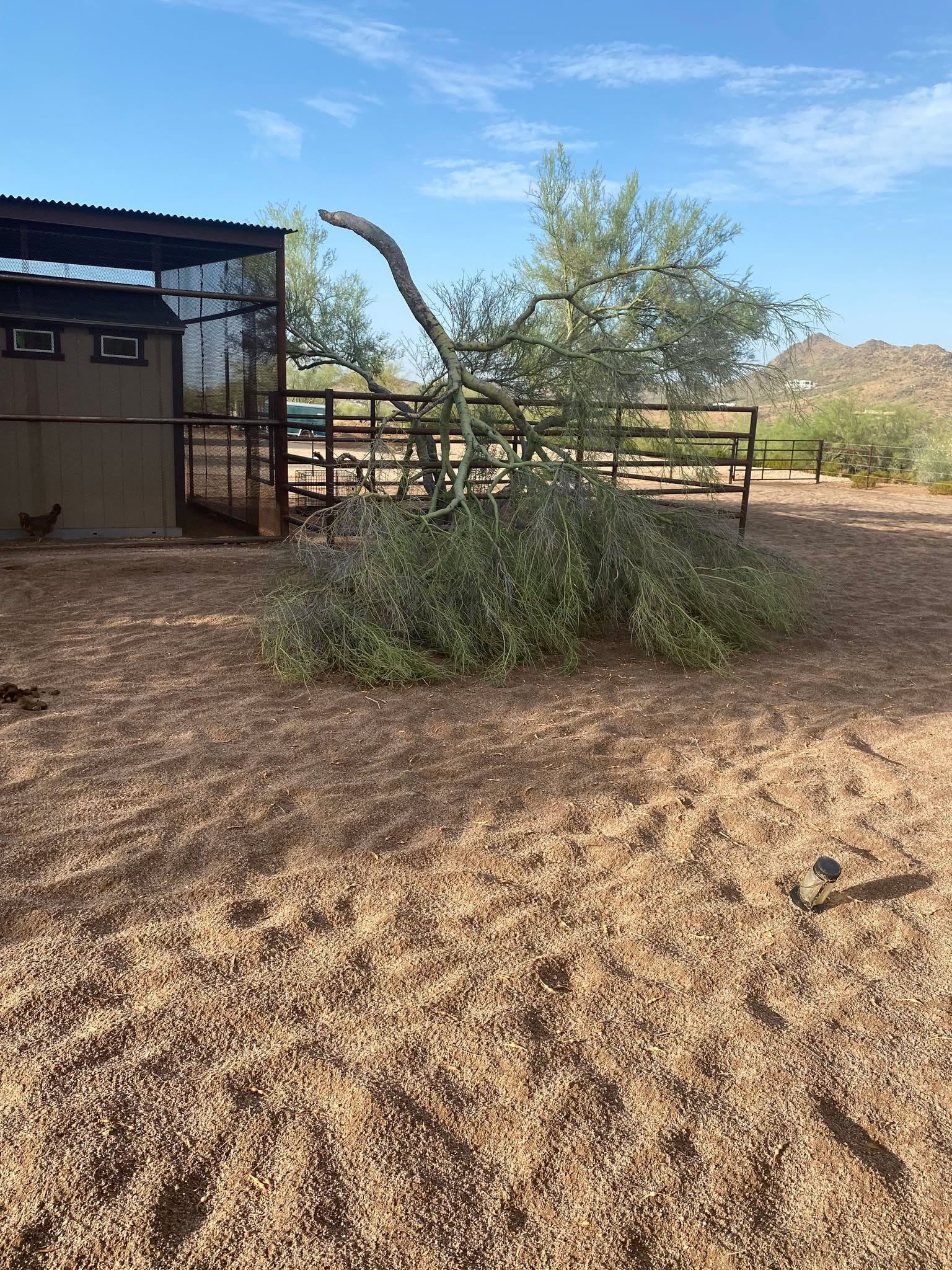 It's been a minute since we did a Windy Hill Wednesday, so here's another example of how the ranch got its' name!