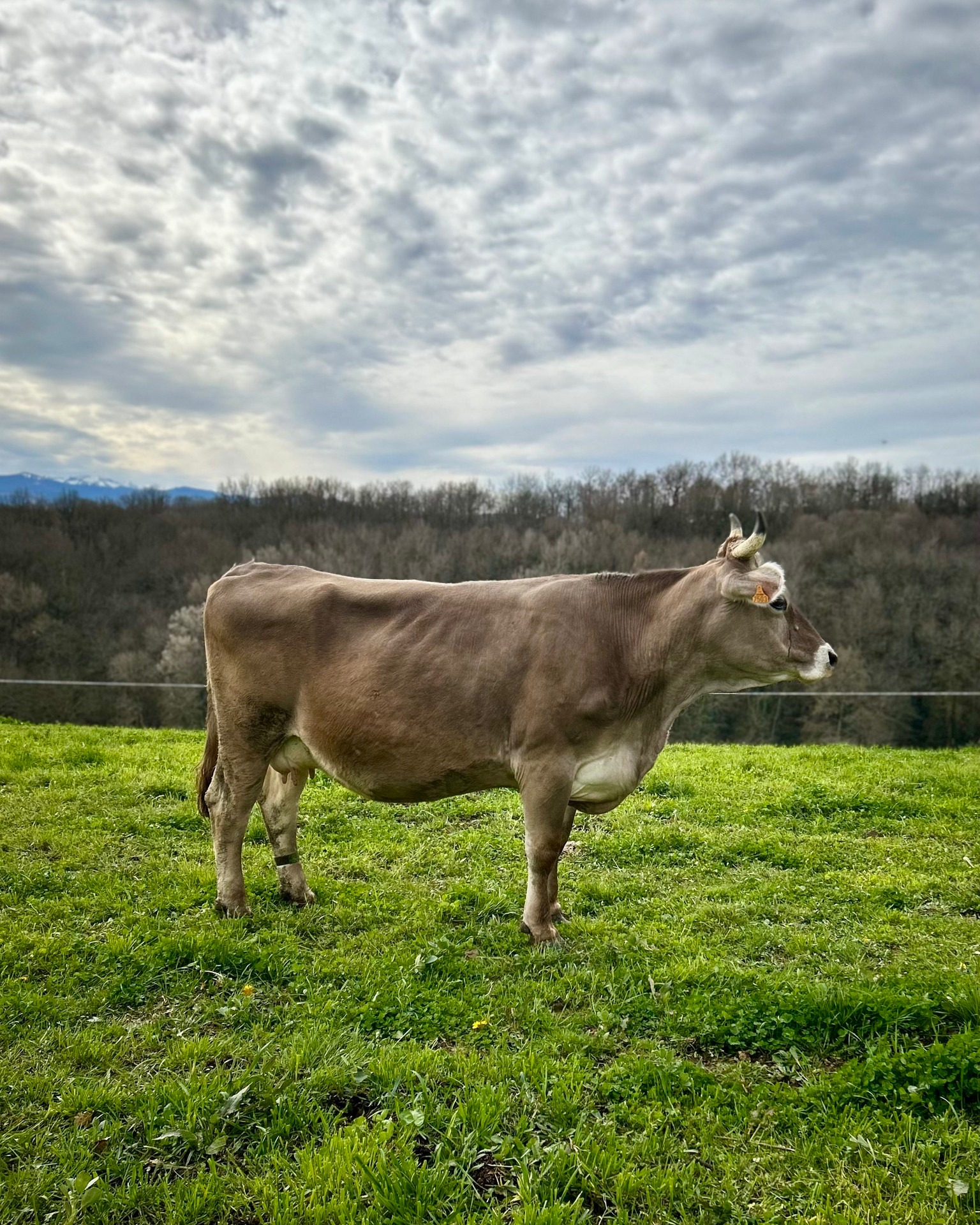 Chez Biochamps, notre lait provient de fermes bio partenaires, où le respect des animaux et du rythme de la nature est essentiel 💚
�Des vaches élevées avec soin, du temps, et beaucoup d’amour pour un lait de qualité, tout simplement ! 🥛
#Biochamps #laiterieartisanale #ariegepyrenees #BienEtreAnimal #DuLaitAuPot #Terroir #BioDepuis1982