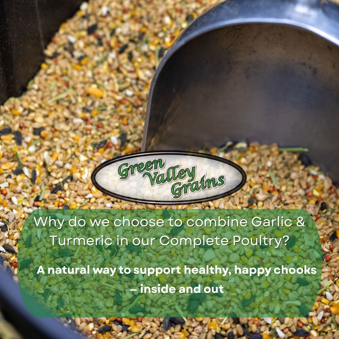A natural way to support healthy, happy chooks — inside and out with Green Valley Grains Complete Poultry.
Our Complete Poultry Mix combines science-backed ingredients like garlic and turmeric with a carefully balanced multivitamin mix and natural oils from linseed and safflower.
This feed isn’t just about filling the treadle feeder — it’s about nourishing your flock from the inside out for strong immunity, smooth digestion, and glossy, shiny feathers.
Love to learn more? Check our the link in our bio ⬆ to take you to our article all about why we combine garlic and turmeric in our Complete Poultry Mix.
#greenvalleygrains🌾 #allnaturalpoultrymixes #naturalchickenfeed #madefreshinaustralia