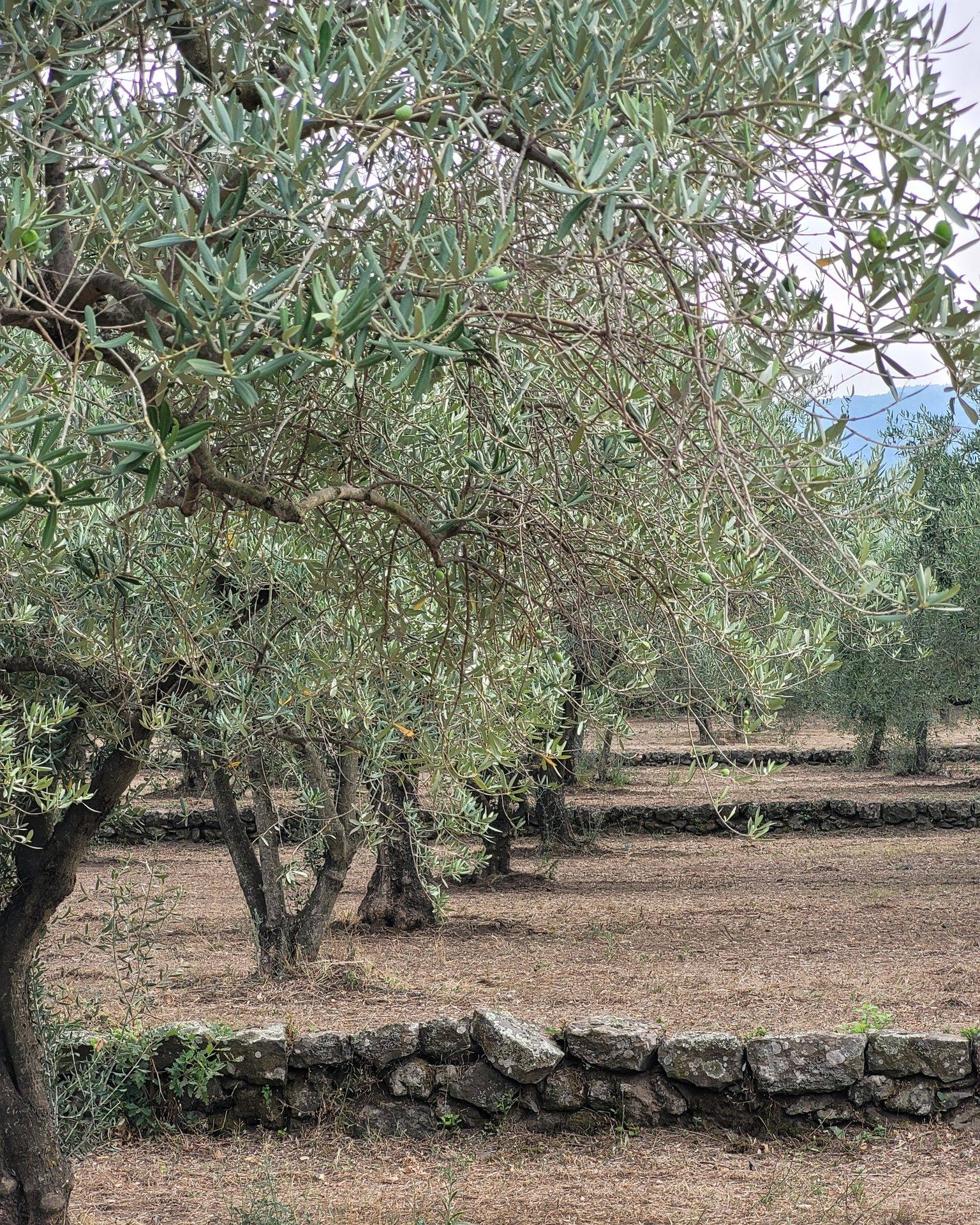 Olive groves on volcanic soil. Produce at its best.