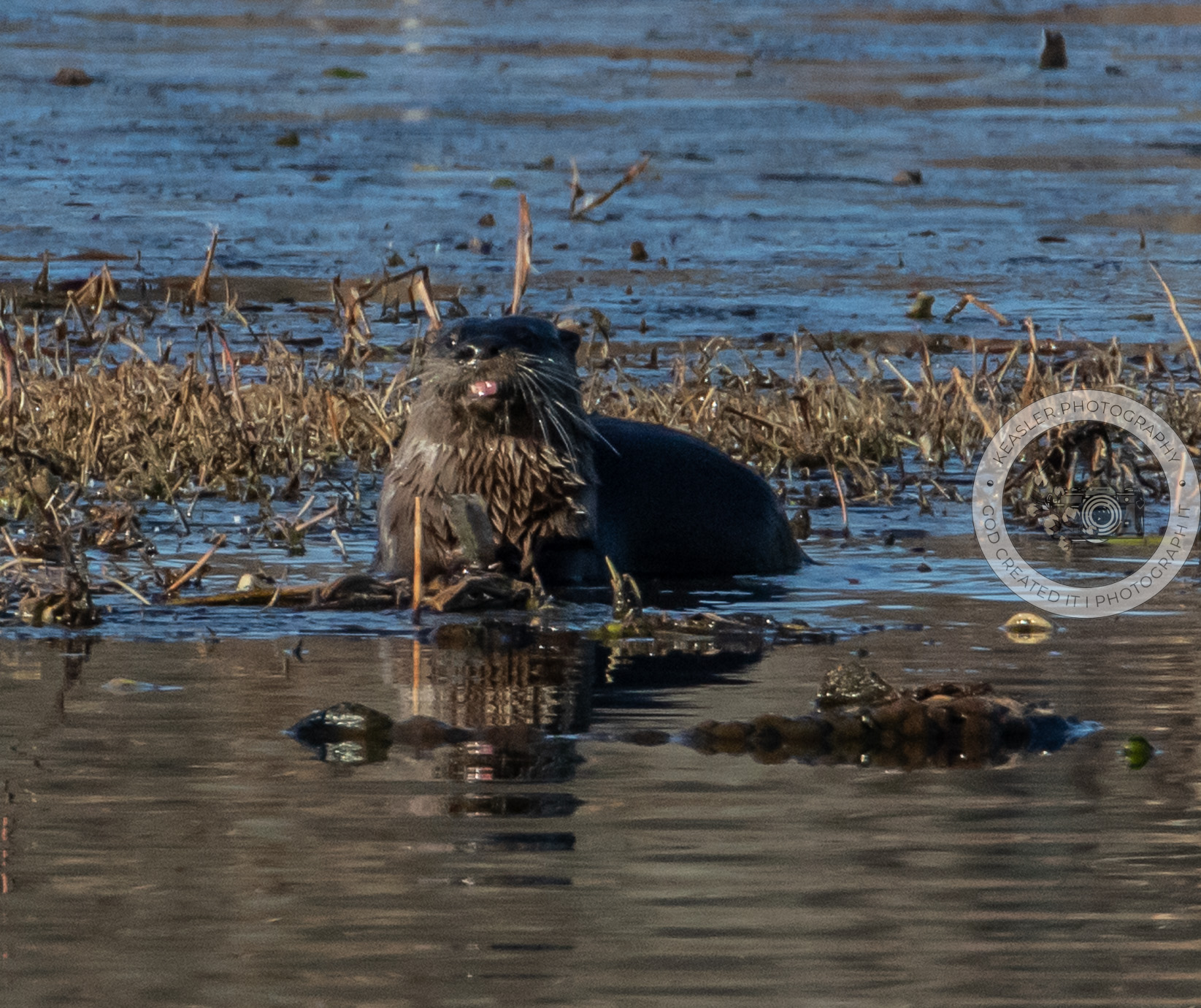 Breakfast 2 #otterlife #conesteenaturepark #landscapephotography #naturelovers #wildlifephotography