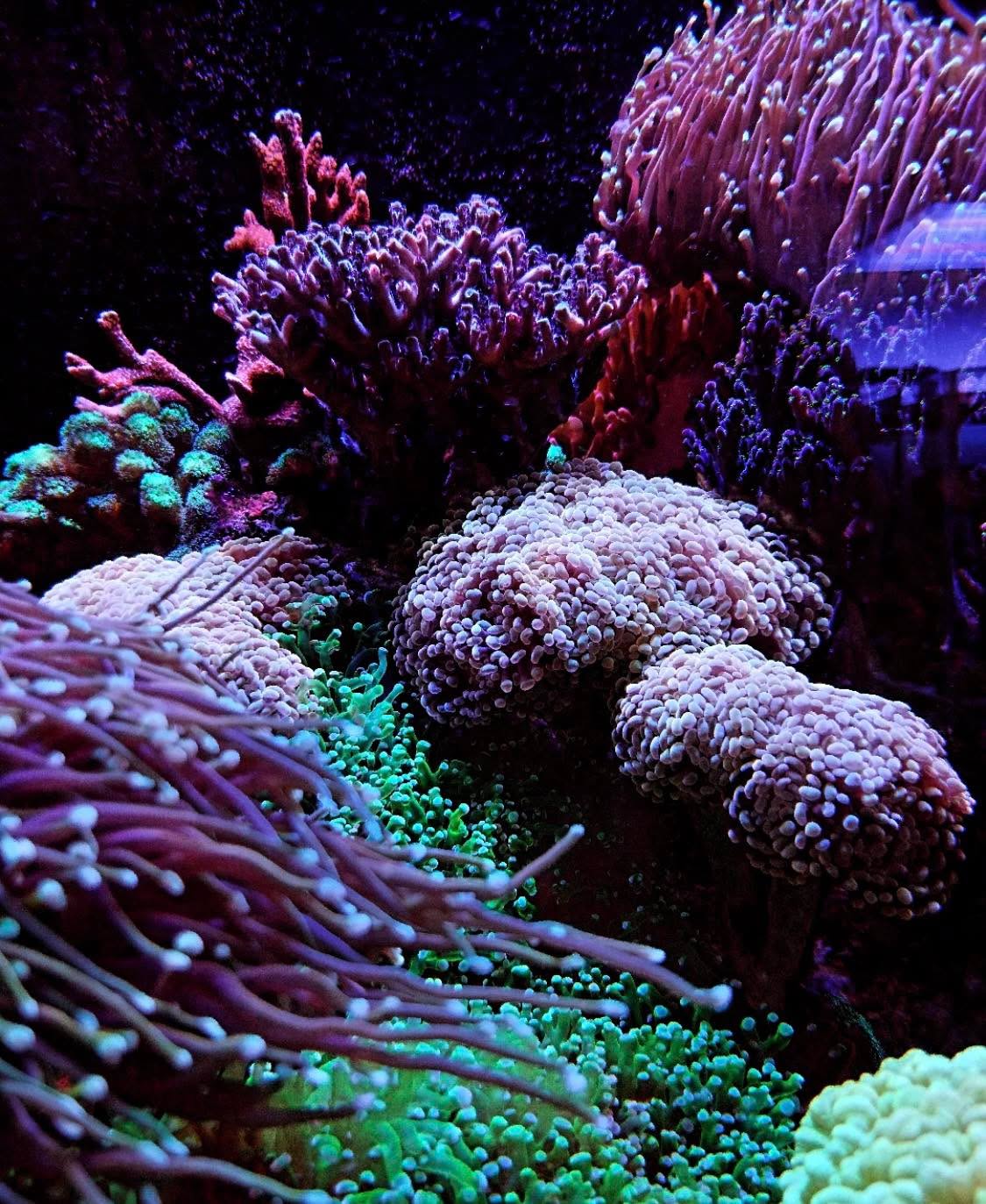 #tropicmarintanks
Very nice shot from @gugareefortal 💜
Do you also have such great corals in your tank? Tag your post with #tropicmarintanks.
#tropicmarintanks #tropicmarin #tropic_marin
#eatsleepreef #allmymoneygoestocoral #reefporn
#coralporn #reefaholics #aquarium #saltwateraquarium #nanoreef #reeftanks #euroreefers #reef2reef #reefers4reefers #vitaminsea #seafari
@tropicmarinusa @tropic_marin_br @tropic_marinarg
@tropicmarinperu @aquarium_planet_er @scireef @aqua.united.gmbh