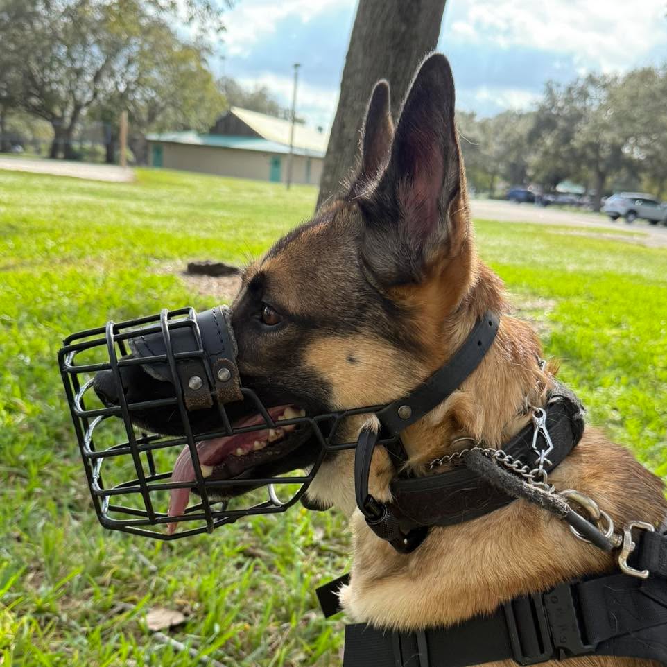 Muzzle Monday: Sometimes we get creative with ways to add safety features to our muzzles. While I love the Dean & Tyler brand, they don’t offer any safety feature ”extras.”
So one of my clients added in carabiner clips on the cheek bars of the muzzle and attached them to a flat collar that fits snuggly on the dog’s neck. This helps prevent the muzzle from potentially being pulled off *if* the dog paws at it.
Daisy doesn’t paw at her muzzle at all, but you can never be too safe! The carabiner clips add an extra layer of security that helps everyone.
#RotNDog #RotNDogTraining #dogtrainer #dogtraining #dogbehavior #soflo #palmbeach #broward #puppies #puppytraining #gooddog #goodpuppy #obedience #aggression #fear #anxiety #behavior #training #muzzle #adopt #rescue #shelterdogs #dogswhobite #muzzlemonday
