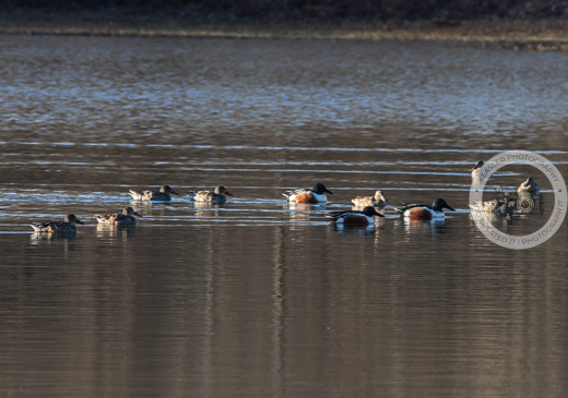 East bay 11525 #conesteenaturepark #waterfowlphotography #birdphotography #naturelovers #landscapephotography