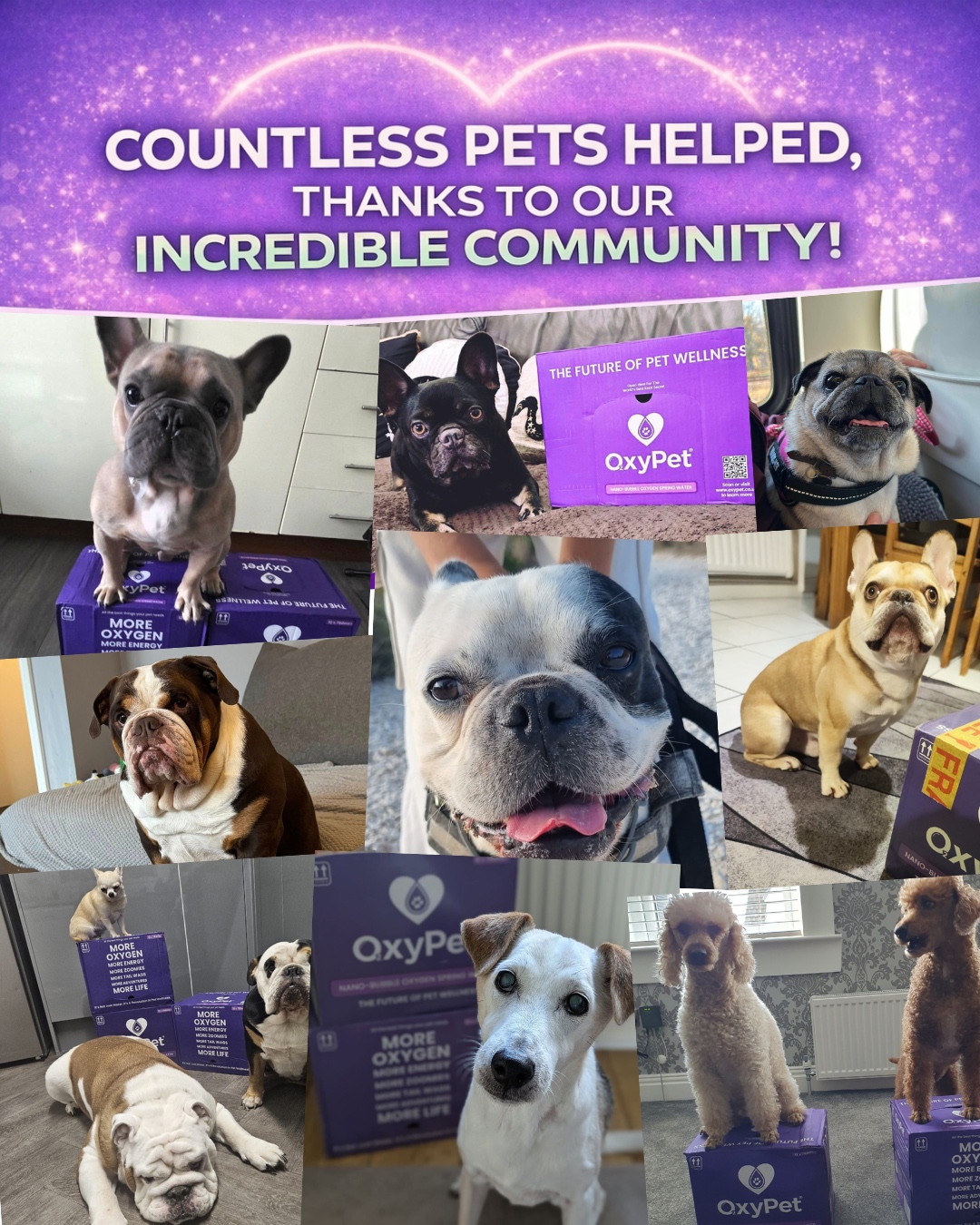 OxyPet Wrapped 2025 💜 Countless Pets, One Powerful Community
What happens when pet parents come together around better hydration?
In 2025, hundreds of pets across the UK became part of the OxyPet community, from playful puppies to senior dogs, from flat-faced breeds to energetic adventurers.
Every photo, every message, every story shared one simple truth:
Better hydration and more available oxygen changes everyday life for pets.
OxyPet is pure Cornish spring water, infused with stable nano-bubble oxygen to deliver:
• Superior hydration
• Over 10× more dissolved oxygen
• Daily oxygen support
• Enhanced vitality
Because those nano-bubbles stay suspended in the water, the oxygen is delivered when your pet drinks, not lost to the air.
No medicines.
No additives.
No complicated routines.
Just functional hydration support, every single day.
And this is only the beginning.
👉 Try it for 90 days and see the difference:
https://www.oxypet.co.uk/product-page/oxypet-oxygen-water-subscription