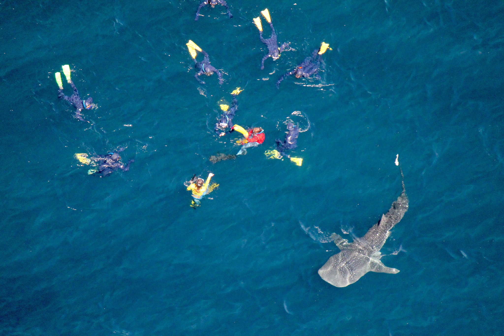 Whale shark season is almost here and we’re quietly getting excited.
Gear is prepped, the reef is waiting, and soon Ningaloo will welcome the world’s biggest fish back again. 💙
There’s nothing quite like the first sightings of the season.
#ExploreWA #AustraliaBucketList #ThisIsWA #WestAustralia #CoralCoastWA #SeeAustralia #VisitExmouth #ExmouthWA #OceanEcoAdventures #oceanecoadventures #visitningaloo #fish #ocean #eco #whaleshark #snorkeling🐠 #whalesharksnorkelling #whalesharkseason #whalesharkswim