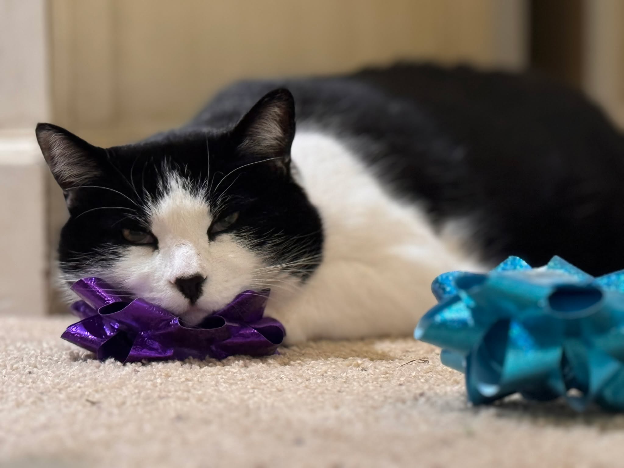 One of my favorite moments I captured at Christmas. I can’t…this cat. 😂 The bow as a chin pillow.
#TuxedoCatLove #CatNap #CozyHome #PetAntics #FamilyMoments #WriterLife #AuthorHumor #ChristmasRecap #CozyContent