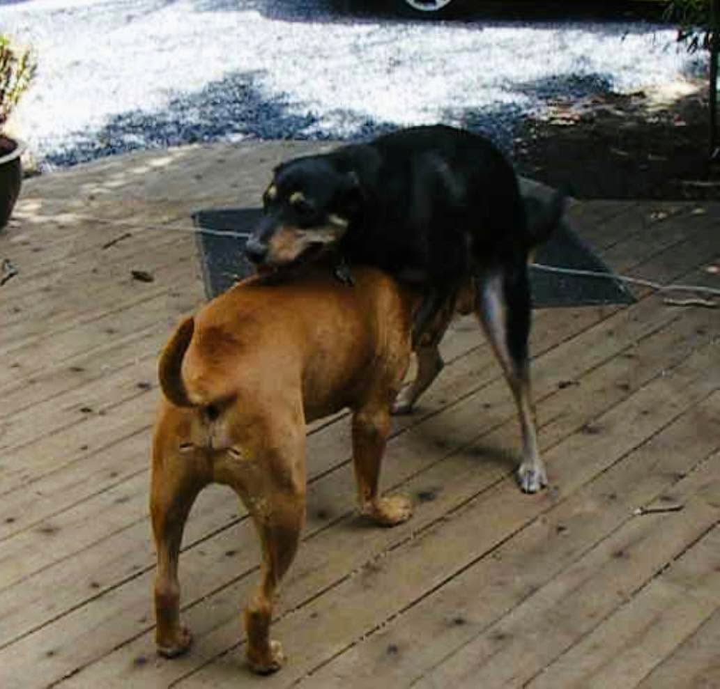 I had a client recently ask me what to do when they are in their apartment complex’s dog park and another dog starts humping their dog and won’t stop.
My response? Leave.
While humping IS a normal behavior in dogs, when it is excessive and the dog being humped is trying to get away and the other dog’s owner is not intervening, that’s not ok.
This client said that they pushed the other dog off and that the other dog’s owner actually got mad at him.
Can you imagine if we just allowed random people to walk up to us and hump us in public? Like, HELLO! We would not be ok with that. So why is it that we allow it excessively in dog to dog interactions, particularly with dogs who don’t even know each other?
Just another reason in the column of why dog parks are not a good idea.
#RotNDog #RotNDogTraining #dogtrainer #dogtraining #dogbehavior #soflo #palmbeach #broward #puppies #puppytraining #gooddog #goodpuppy #obedience #aggression #fear #anxiety #behavior #training #muzzle #adopt #rescue #shelterdogs #dogswhobite