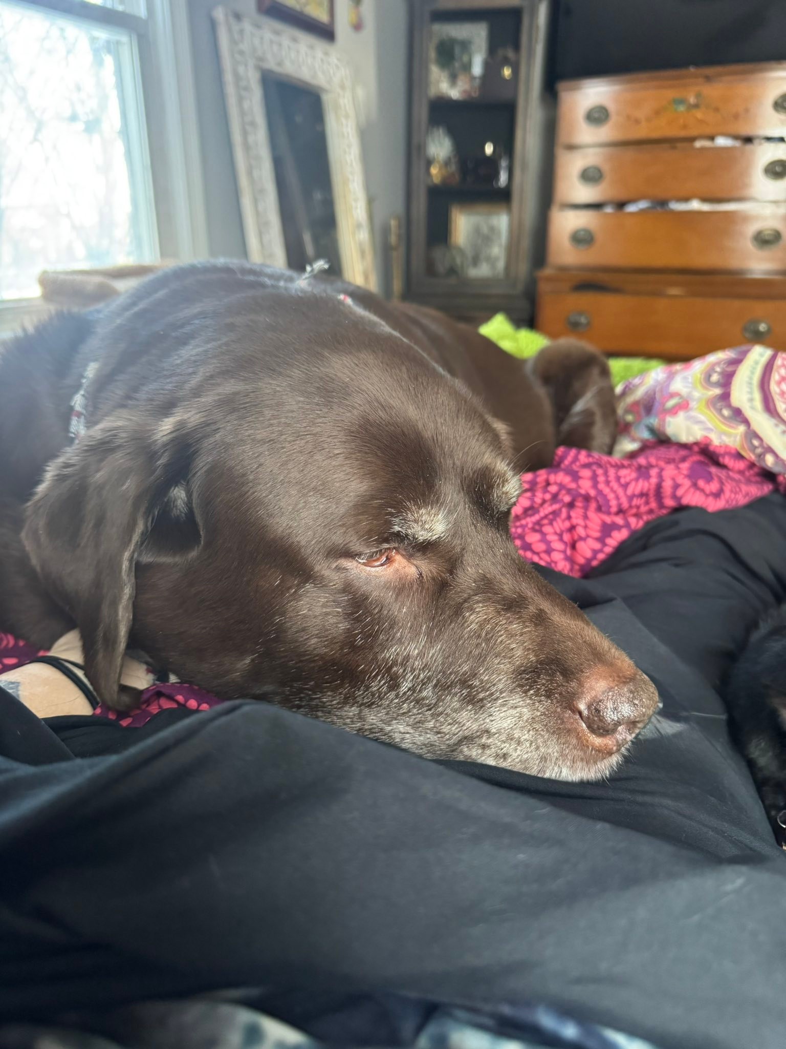 Yesterday was pure bliss just relaxing at home with my guys♥️💕🙏🏻🙌🏼So grateful