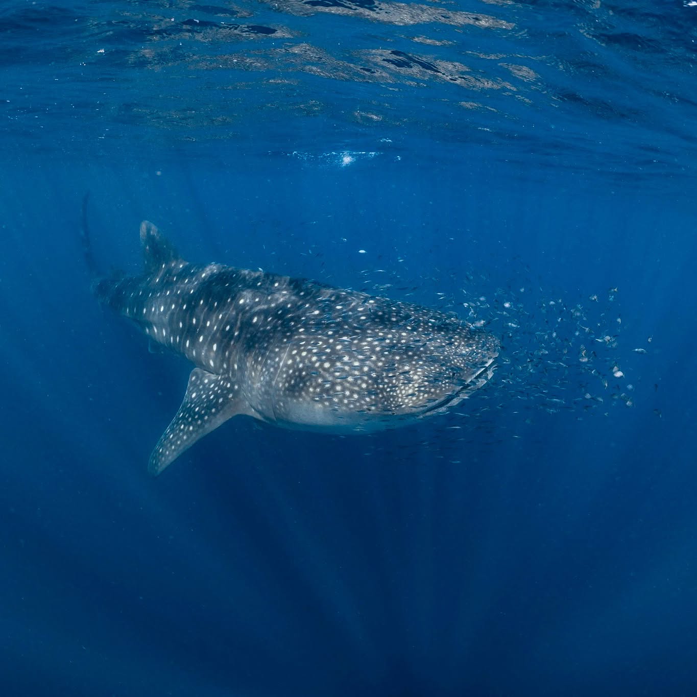 🐋✨ Whale Shark Season is Almost Here! ✨🐋
That moment we’ve all been waiting for is just around the corner… whale shark season is coming!
Soon these gentle giants will be cruising through Ningaloo again, and we honestly can’t wait to get back in the water with them. 💙
If swimming alongside the world’s biggest fish has been on your bucket list, now’s the time — seats for the upcoming season are already filling fast and availability is limited.
👉 Get in quick to secure your spot for one of Ningaloo’s most unforgettable experiences.
We’ll see you on the reef 🌊
📸 @Ollie Clarke Photography
#ExmouthWA�#VisitExmouth�#SeeAustralia�#WestAustralia�#AustraliaBucketList�#ExploreWA�#ThisIsWA�#CoralCoastWA #NingalooReef #latitude22 #australiacoralcoast #Whalesharkswimming #reef #oceanecoadventures #whaleshark #whalesharksnorkelling #whalesharkseason #whalesharkswim