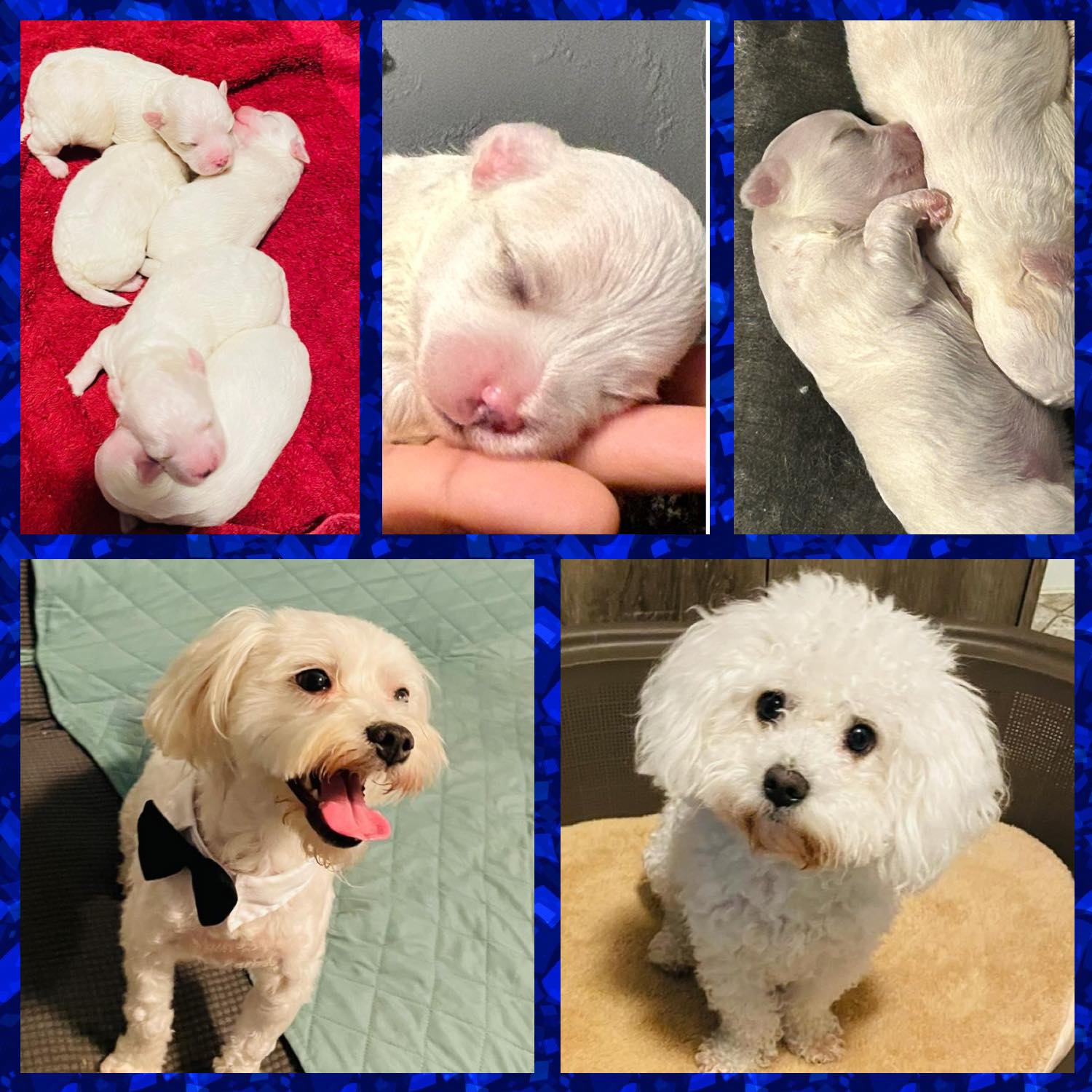 Los peluches de casa 🥰💜