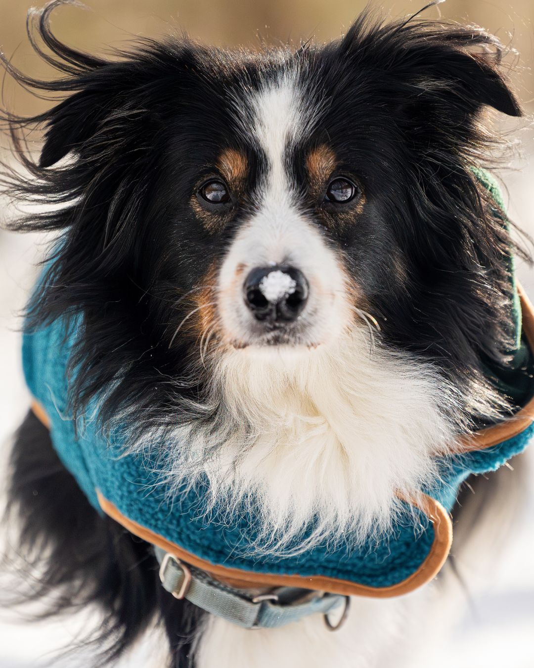 Built for cold days, long walks, and very good dogs || Ranger rocking his @wilderdog coat like a pro