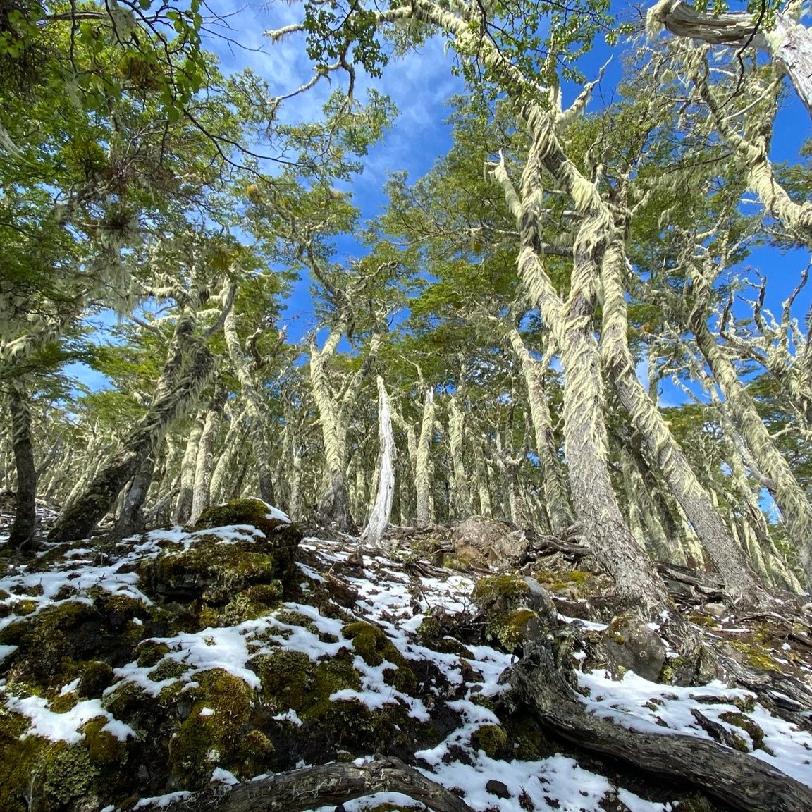 Bajo el dosel del bosque, el tiempo se detiene y el agua se organiza. Más que un paisaje, este ecosistema es el pulso vital que regula los flujos hídricos y resguarda la memoria biológica de la Patagonia.
#BosqueNativo #PatagoniaChilena #EcosistemaSubantártico #Conservación #Naturaleza #Patagonia #Magallanes #Ambiente #DerechoRealDeConservación
------------------------------------------------------------------------------
Under the forest canopy, time stands still and water finds its order. More than just a landscape, this ecosystem is the vital pulse that regulates water flows and shields the biological memory of Patagonia.
#NativeForest #ChileanPatagonia #SubantarcticEcosystem #Conservation #Nature #Patagonia #Magallanes #Environment #RealRightOfConservation