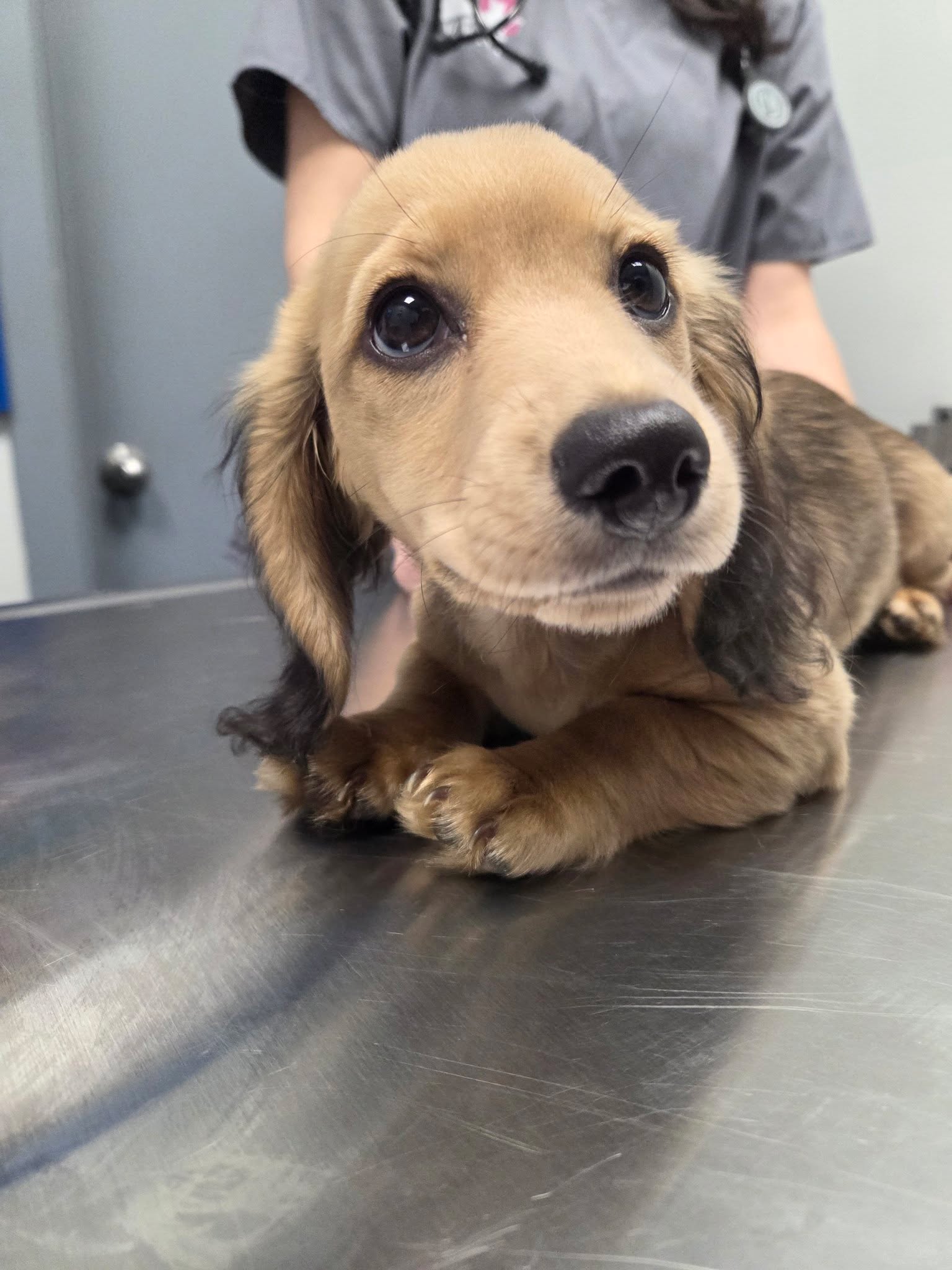 Stella brings the sunshine on even the grayest of days! âïž