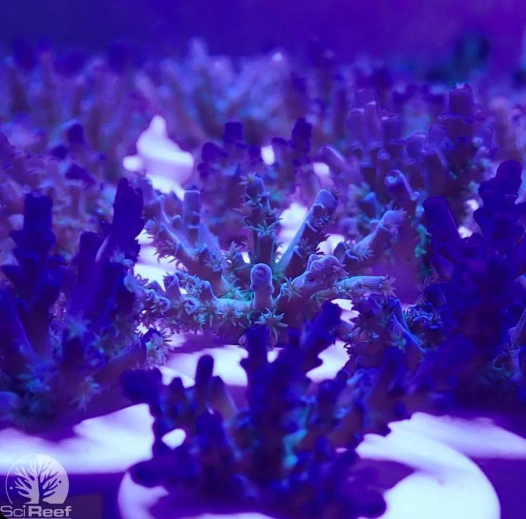 #tropicmarintanks
Here you see a 9 month old Acropora kenti. It just moved out of the baby tanks onto brand new plugs and are growing beautifully. Check out @scireef to learn more 😊
You use our products and want to get reposted? Tag your post with #tropicmarintanks.
#tropicmarintanks #tropicmarin #tropic_marin #eatsleepreef #allmymoneygoestocoral #reefporn
#coralporn #reefaholics #aquarium #saltwateraquarium #nanoreef #reeftanks #euroreefers #reef2reef #reefers4reefers #vitaminsea #seafari
@tropicmarinusa @tropic_marin_br @tropic_marinarg
@tropicmarinperu @aquarium_planet_er @scireef @aqua.united.gmbh