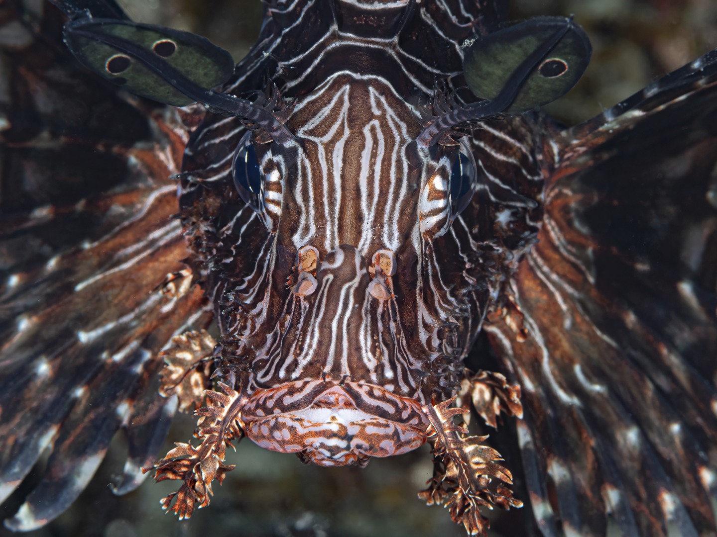 ๐๐ง๐ญ๐ข๐ฆ๐๐ญ๐ ๐ฉ๐จ๐ซ๐ญ๐ซ๐๐ข๐ญ ๐จ๐ ๐ ๐๐๐๐ข๐๐ข๐ ๐๐๐ญ๐ข๐ฏ๐-- ๐๐๐ ๐๐ข๐จ๐ง๐๐ข๐ฌ๐ก (๐๐ญ๐๐ซ๐จ๐ข๐ฌ ๐ฏ๐จ๐ฅ๐ข๐ญ๐๐ง๐ฌ)
Red Lionfish re very common at โthe rackโ on our favourite shallow spot in Havannah Harbour.
There are many fish tucked up in the steel rack, of varying sizes and intermingled with camouflaged scorpionfish and numerous other species
The larger ones can become quite curious and swim right out in the open. When using a macro lens this gives a great opportunity for an up close and personal portrait.
These are voracious predators with poisonous spines โ and as always we reiterate that despite their pest status in the Caribbean etc. they are native here and their populations are in reasonable bounds.
Why not join us and see what else we find? Send us a message and we can put something together for you, including camera hire if needed.
Cheers
John and Sandy
๐ธ John Warmington
Critter Spotter - Boutique Diving, Underwater Photography and Waterfront accommodation - set up for couples and dive buddies!
Links in Bio
#UnderwaterPhotography #VanuatuMoments #DiveVanuatu #KarmaWatersVanuatu #lonfish