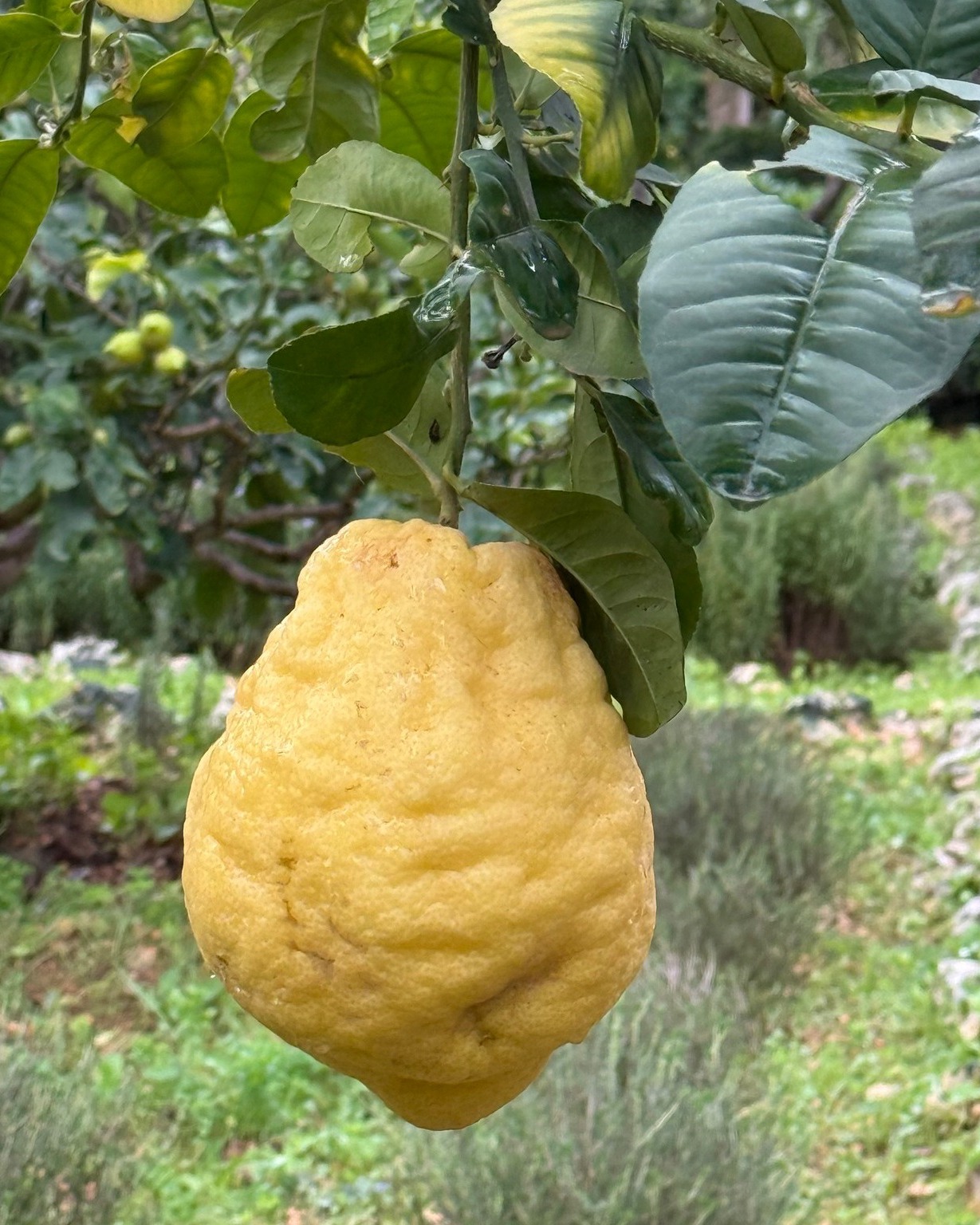 After seeing newsfeeds flooded with the devastation caused by Storm Harry this week, we are even more grateful that our garden has escaped pretty much unscathed ⛈ We are in so much awe of Mother Nature's perfect designs that allowed this citron (Citrus Medica, or Tronga in Maltese), with an estimated weight of about a kilo, to survive the savage winds whilst dangling from a tiny stalk 🍋 We are eternally grateful 🙏