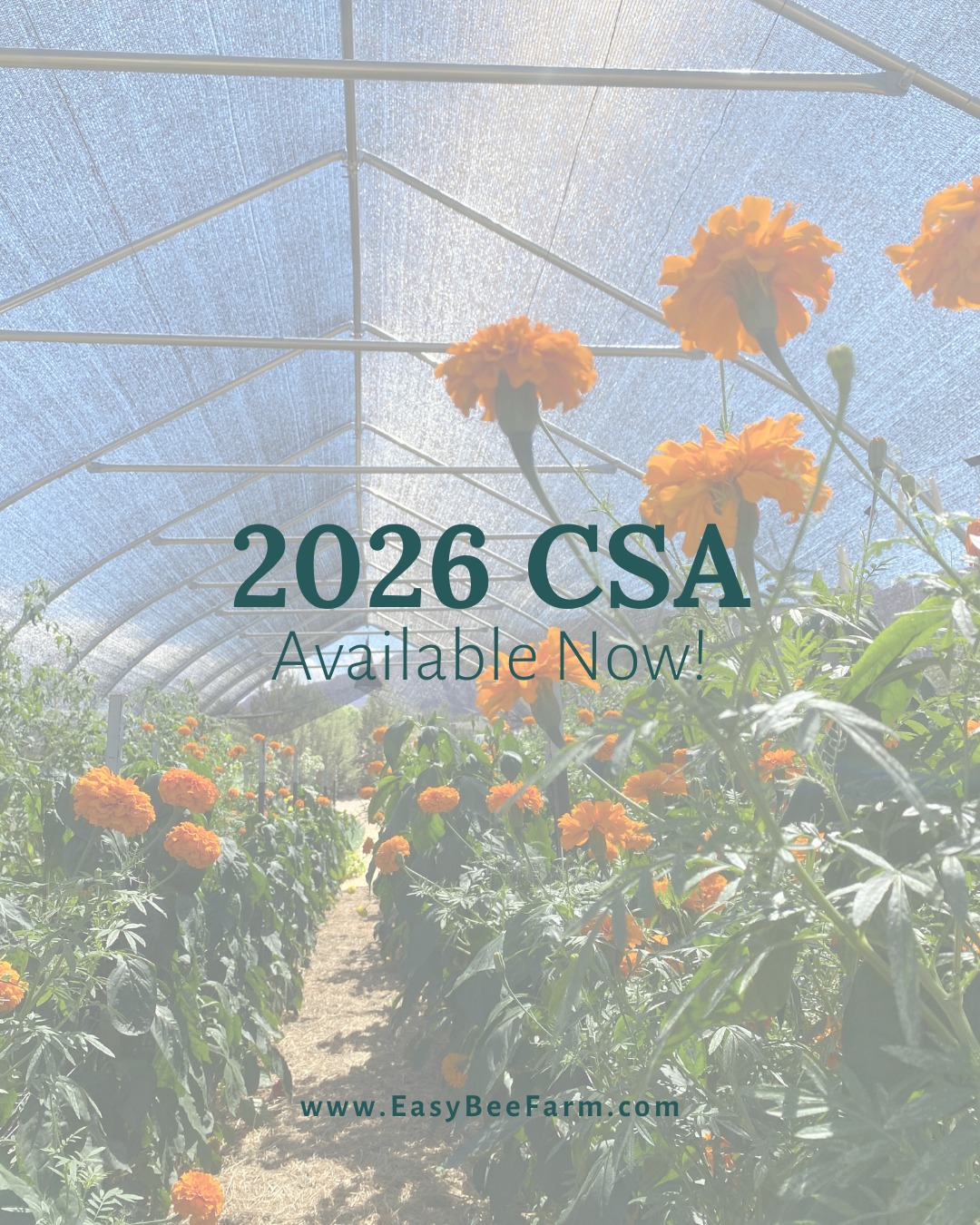 Our 2026 CSA shares are available now! Visit the website to see the full selection of CSA offerings. We have new options this year for our sourdough bread lovers. #eatlocal