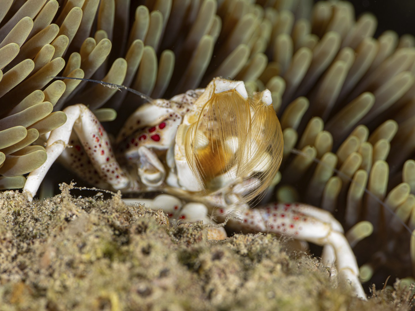 ๐๐ฉ๐จ๐ญ๐ญ๐๐ ๐๐จ๐ซ๐๐๐ฅ๐๐ข๐ง ๐๐ซ๐๐ (๐๐๐จ๐ฉ๐๐ญ๐ซ๐จ๐ฅ๐ข๐ฌ๐ญ๐ก๐๐ฌ ๐ฆ๐๐๐ฎ๐ฅ๐๐ญ๐ฎ๐ฌ) - ๐๐๐ฌ๐ญ๐ข๐ง๐ ๐ข๐ญ๐ฌ ๐ง๐๐ญ
We are lucky to regularly see two Spotted porcelain crabs on a particular anemone we visit on or regular dives โ unlike others we have seen, these two come right out from the edges of the anemone to feed and can be clearly seen.
These fascinating crabs have a series of filament nets on their โclawsโ which they throw out like a cast net to retrieve food in the column. We watched this particular one cast its net a few times. In one of the photos we can see the motion blur of the net as it was thrown. Despite having the shutter set at 1/250s the motion was fast enough to blur!
Whilst there are no guarantees underwater we can say with some confidence that if you wanted to photograph these little macro photography dreams we could show you some!
Why not join us and see what else we find? Send us a message and we can put something together for you, including camera hire if needed.
Cheers
John and Sandy
๐ธ John Warmington
๐๐๐.๐ฐ๐ฟ๐ถ๐๐๐ฒ๐ฟ๐๐ฝ๐ผ๐๐๐ฒ๐ฟ.๐ฐ๐ผ๐บ
๐ต๐๐๐ฝ๐://๐ฎ๐ถ๐ฟ๐ฏ๐ป๐ฏ.๐ฐ๐ผ๐บ/๐ต/๐ธ๐ฎ๐ฟ๐บ๐ฎ๐๐ฎ๐๐ฒ๐ฟ๐
#UnderwaterPhotography #VanuatuMoments #DiveVanuatu #KarmaWatersVanuatu #porcelaincrab