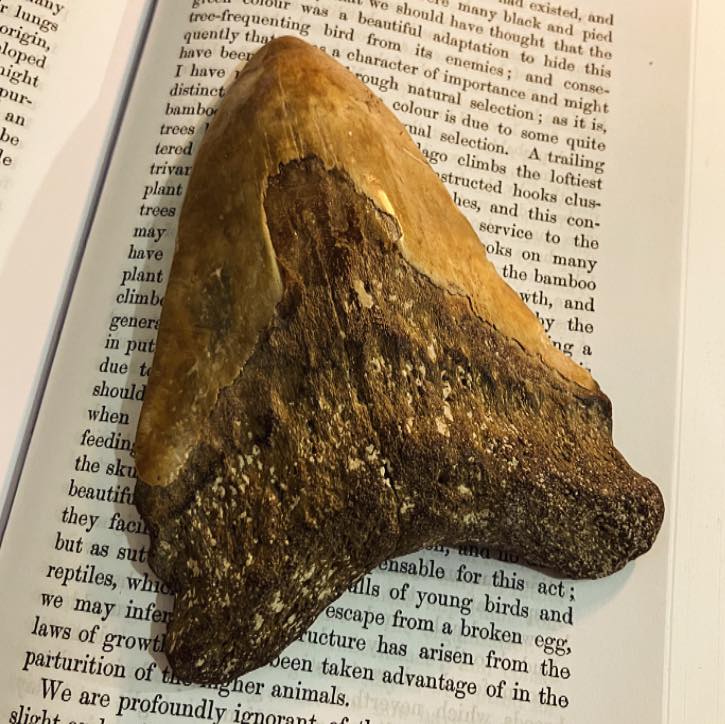 The Megalodon (Otodus megalodon) was a species of Mackerel shark which lived around 23 to 3.6 million years ago.
Estimates suggest that this animal was able to reach lengths of up to around 24 metres when fully grown, and likely fed on large animals such as whales, turtles, and seals!
#megalodon #shark #fish #naturalhistory #prehistoric #fossil #fossils #nature #animals #sharks #tooth #teeth #miocene #pliocene #pliocenefossil #pliocenefossils